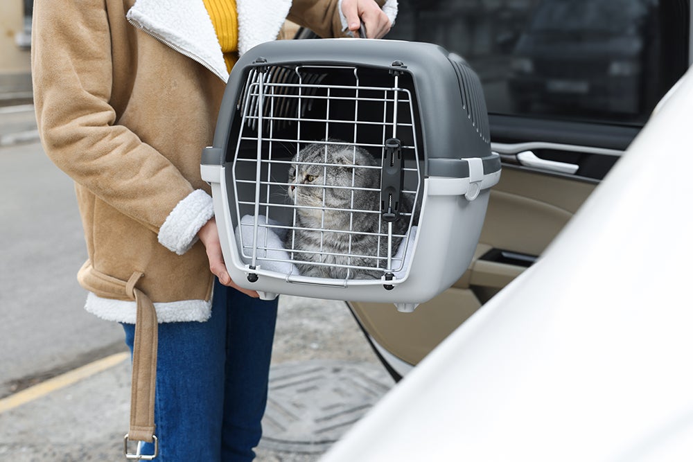 gray cat in travel carrier