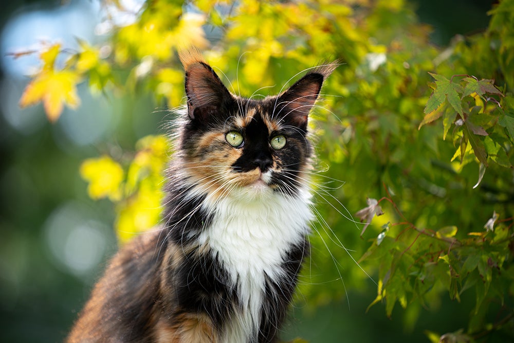 Long-haired tortoiseshell cat with a white chest and green eyes sitting outdoors among sunlit green leaves.