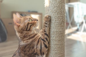 striped cat using a scratching post