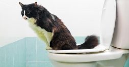 Cat on the toilet seat
