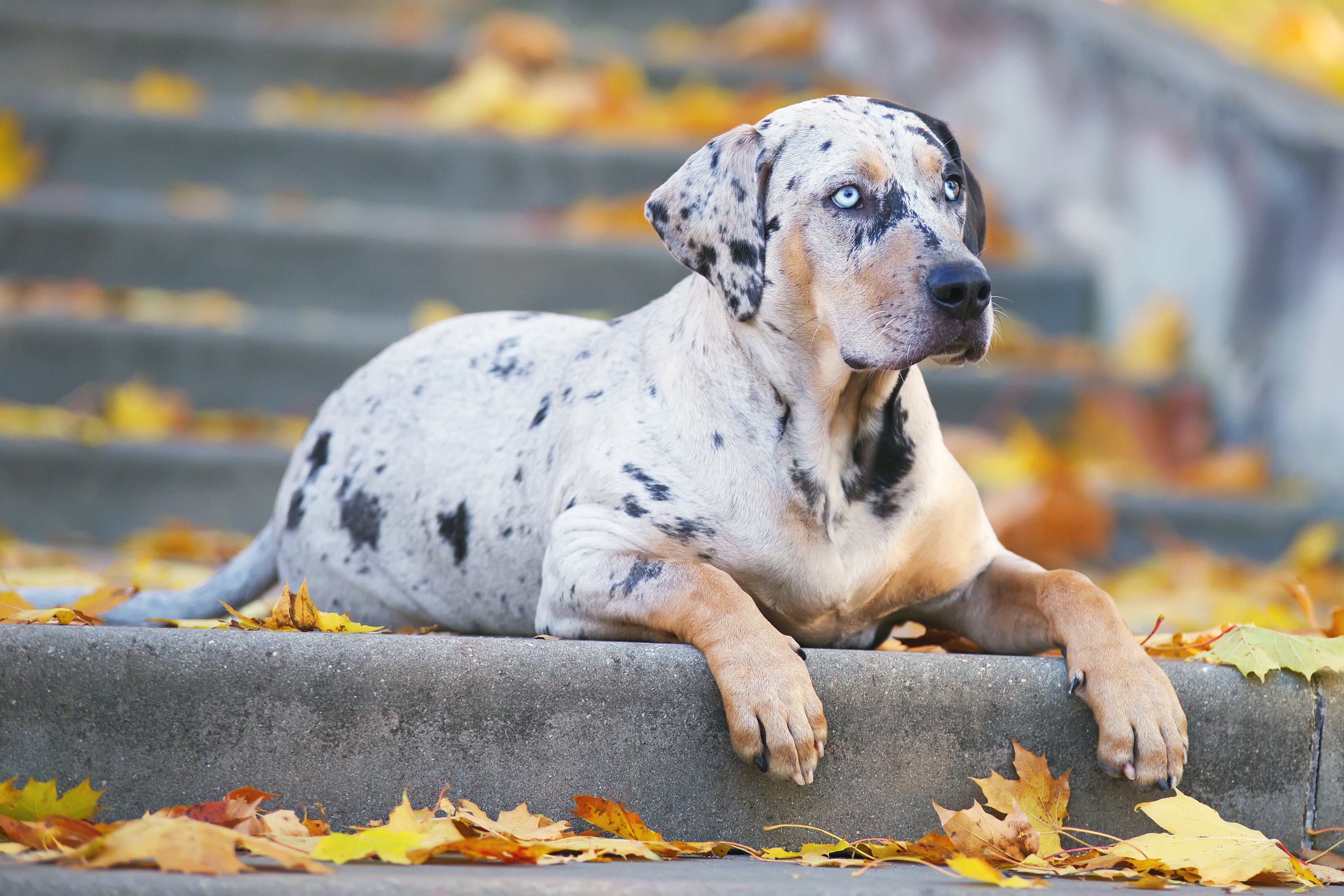 Catahoula Leopard dog breed laying outside on cement steps with paws over the edge