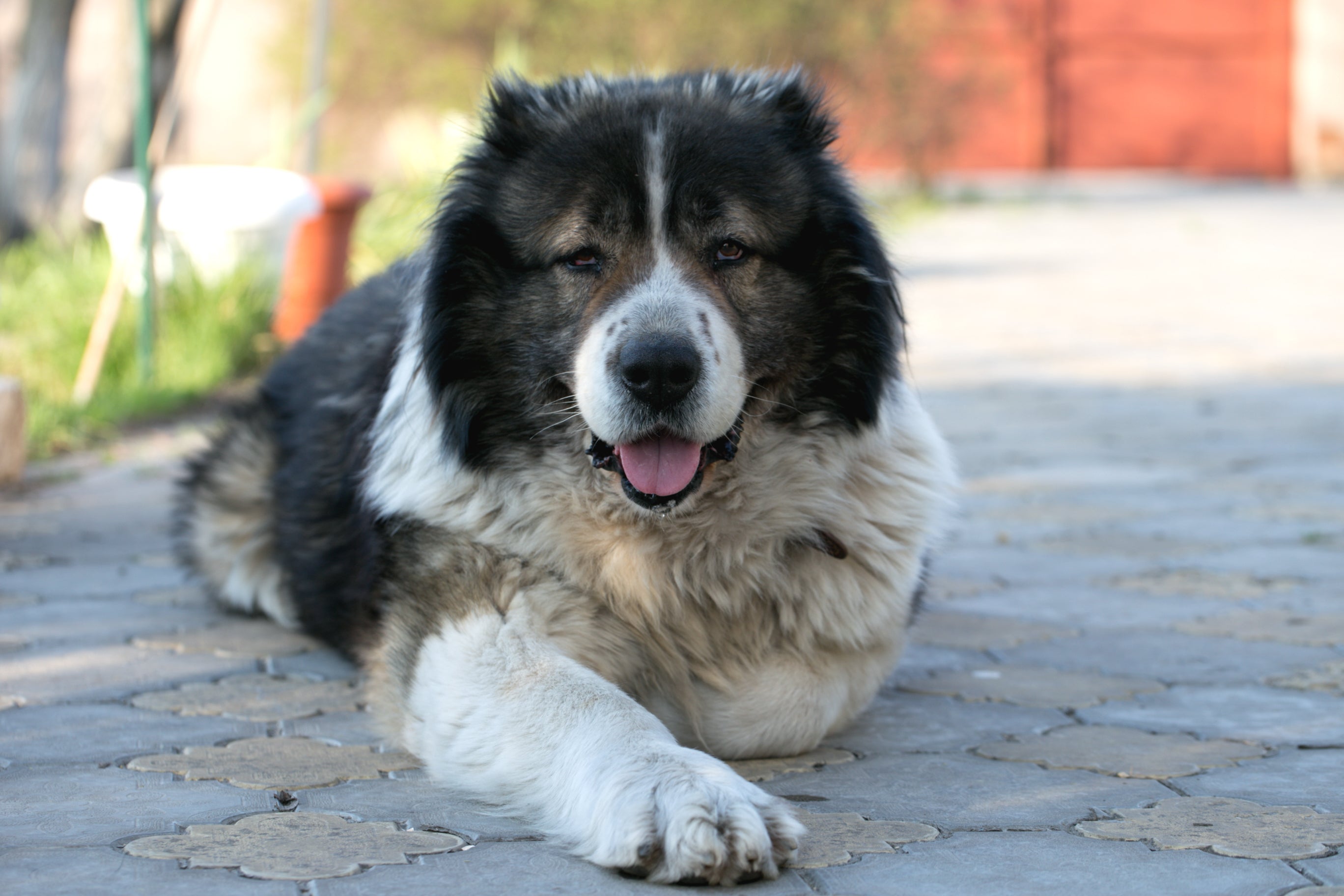 Caucasian Shephard dog breed laying down on a stone path with one front paw stretched forward