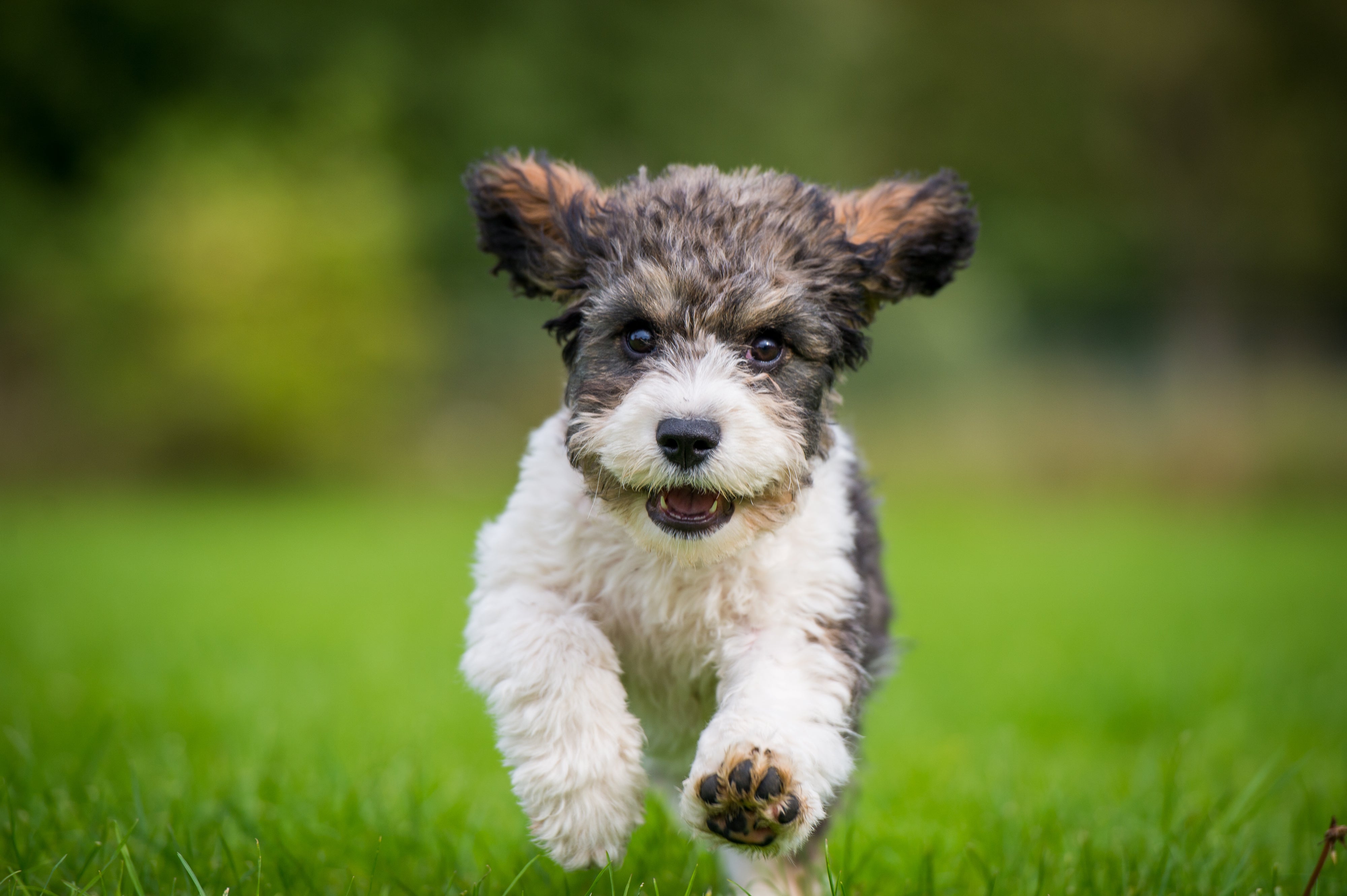 Cavachon dog breed running in the grass fast toward the camera