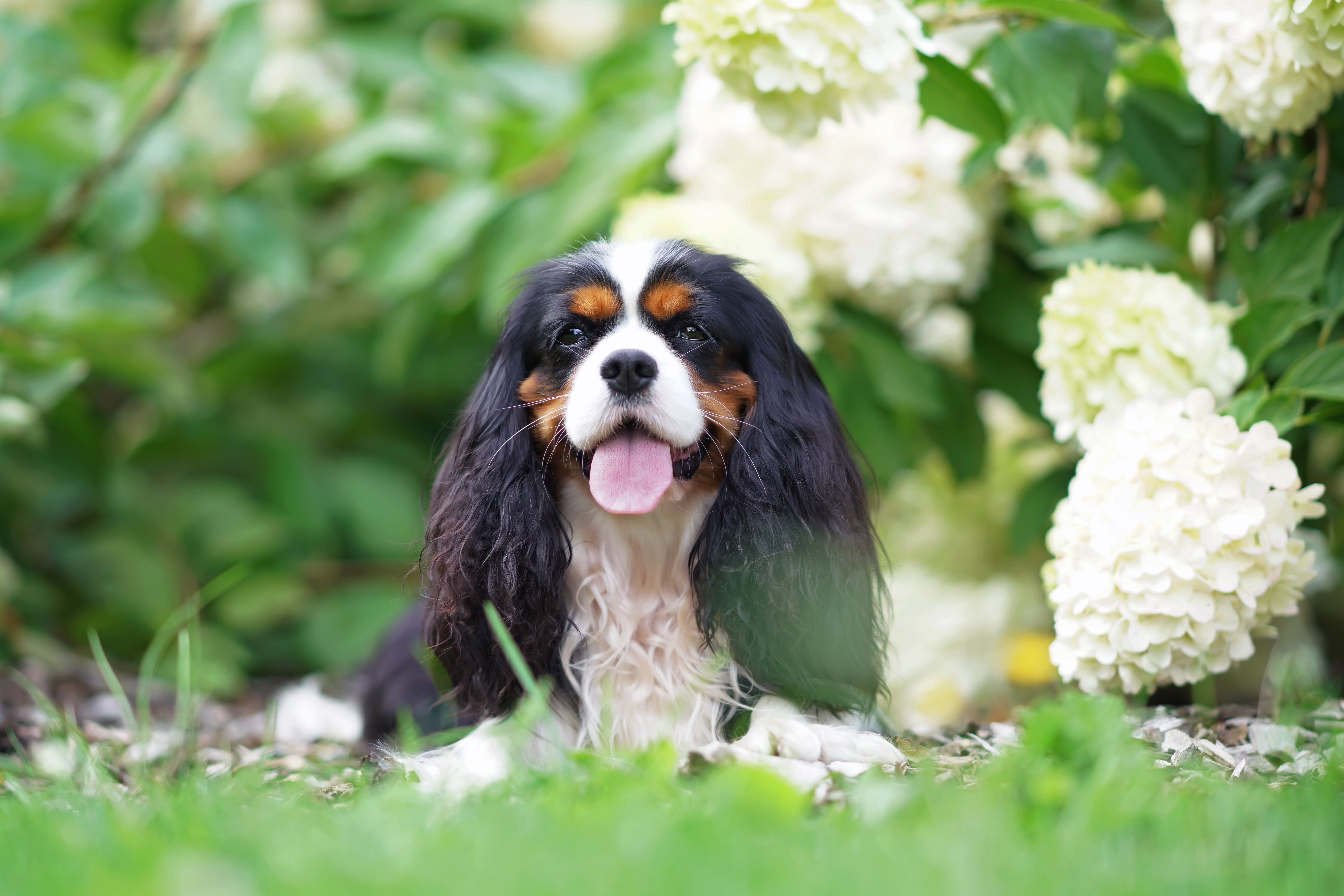 Tricolor Blenheim Cavalier King Charles Spaniel dog breed with tongue out laying down on grass