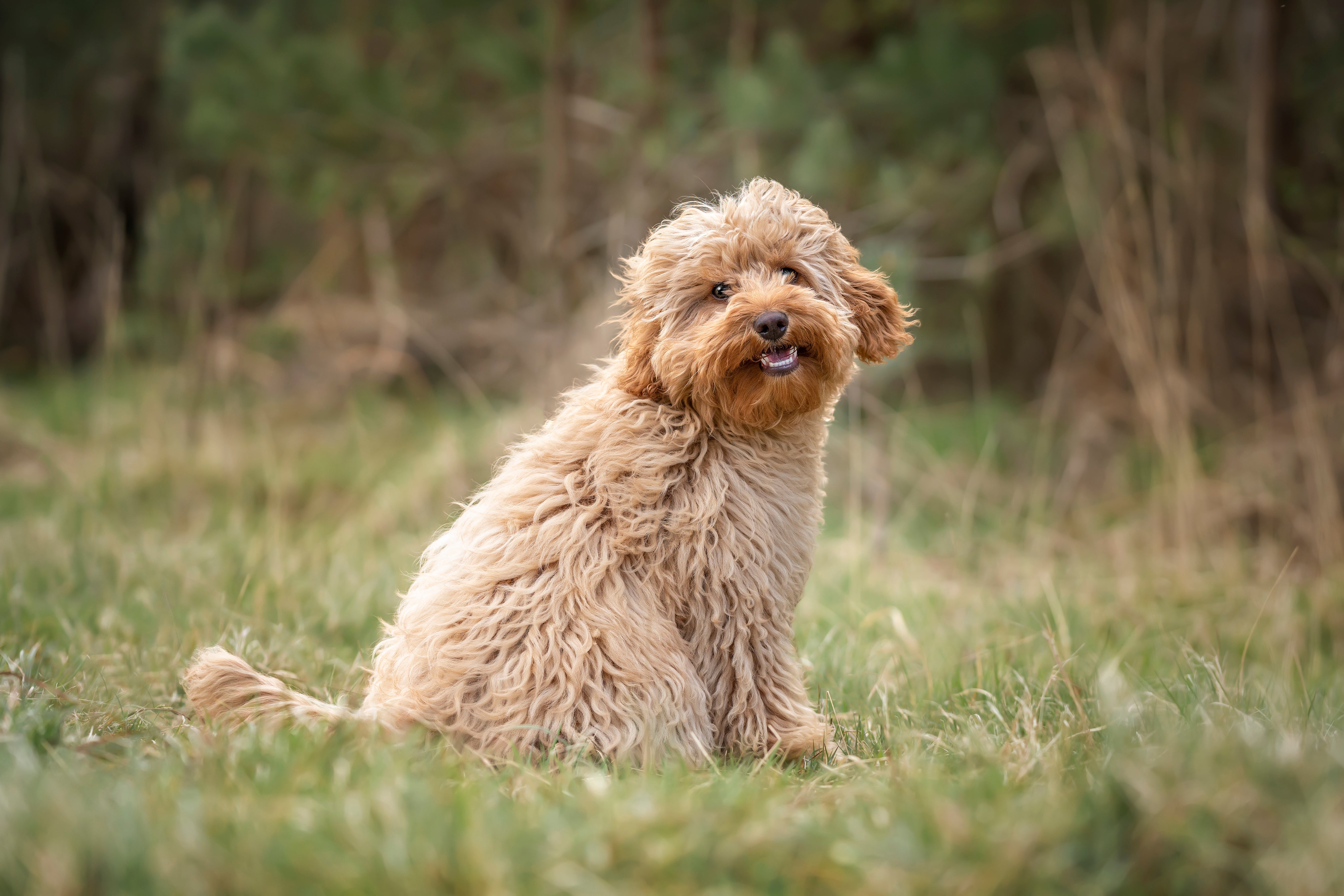 Cavapoo dog breed sitting side view looking at camera in forest