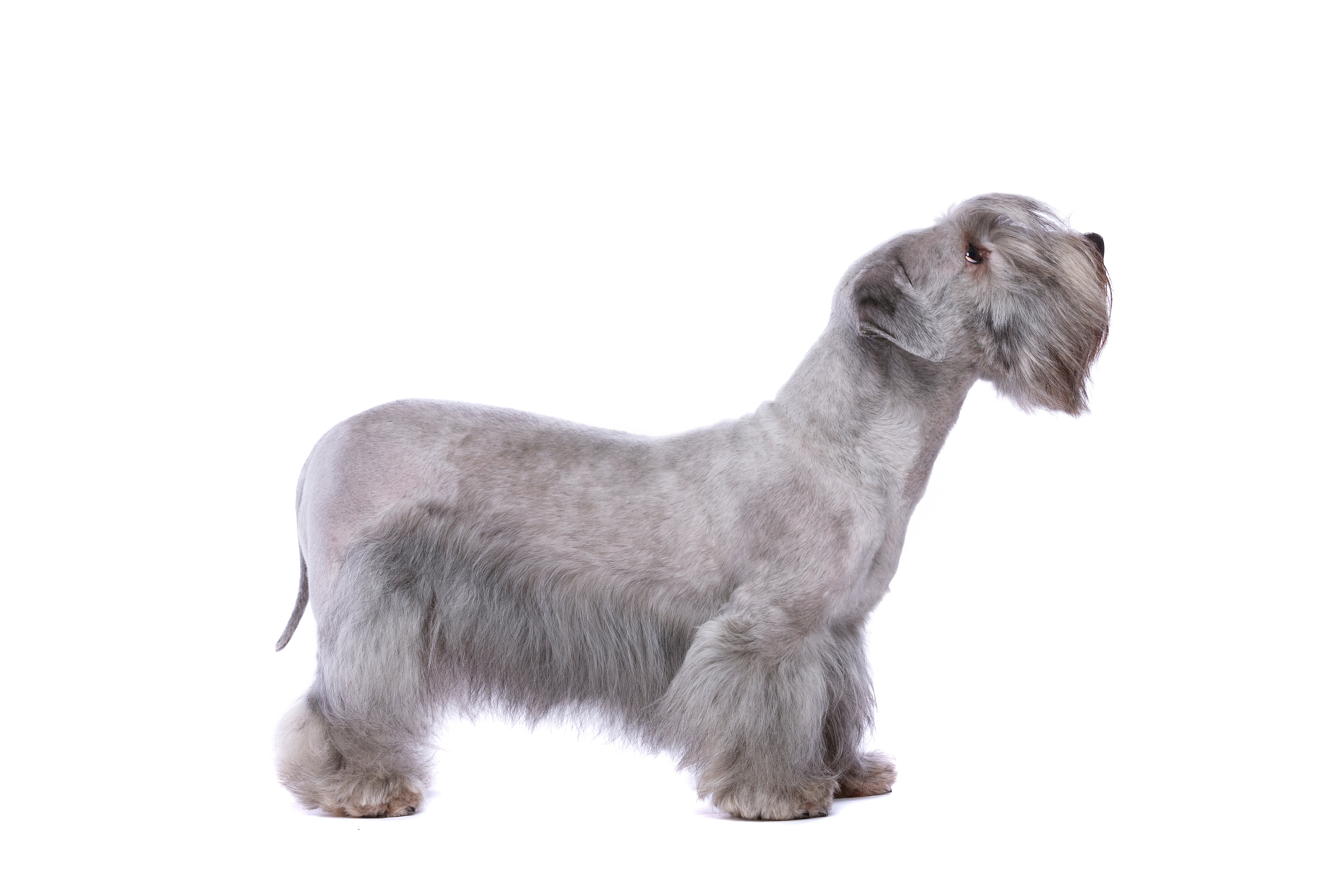 Side view of a standing Cesky Terrier dog breed looking up against a white background