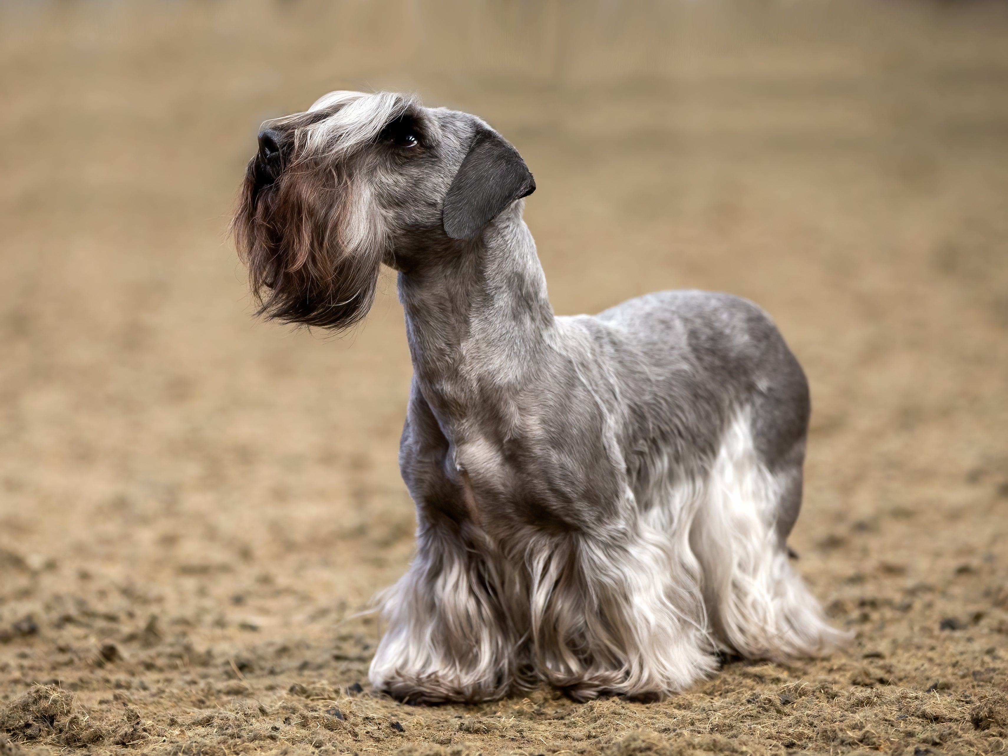 Side view of a standing Cesky Terrier dog breed on dirt 