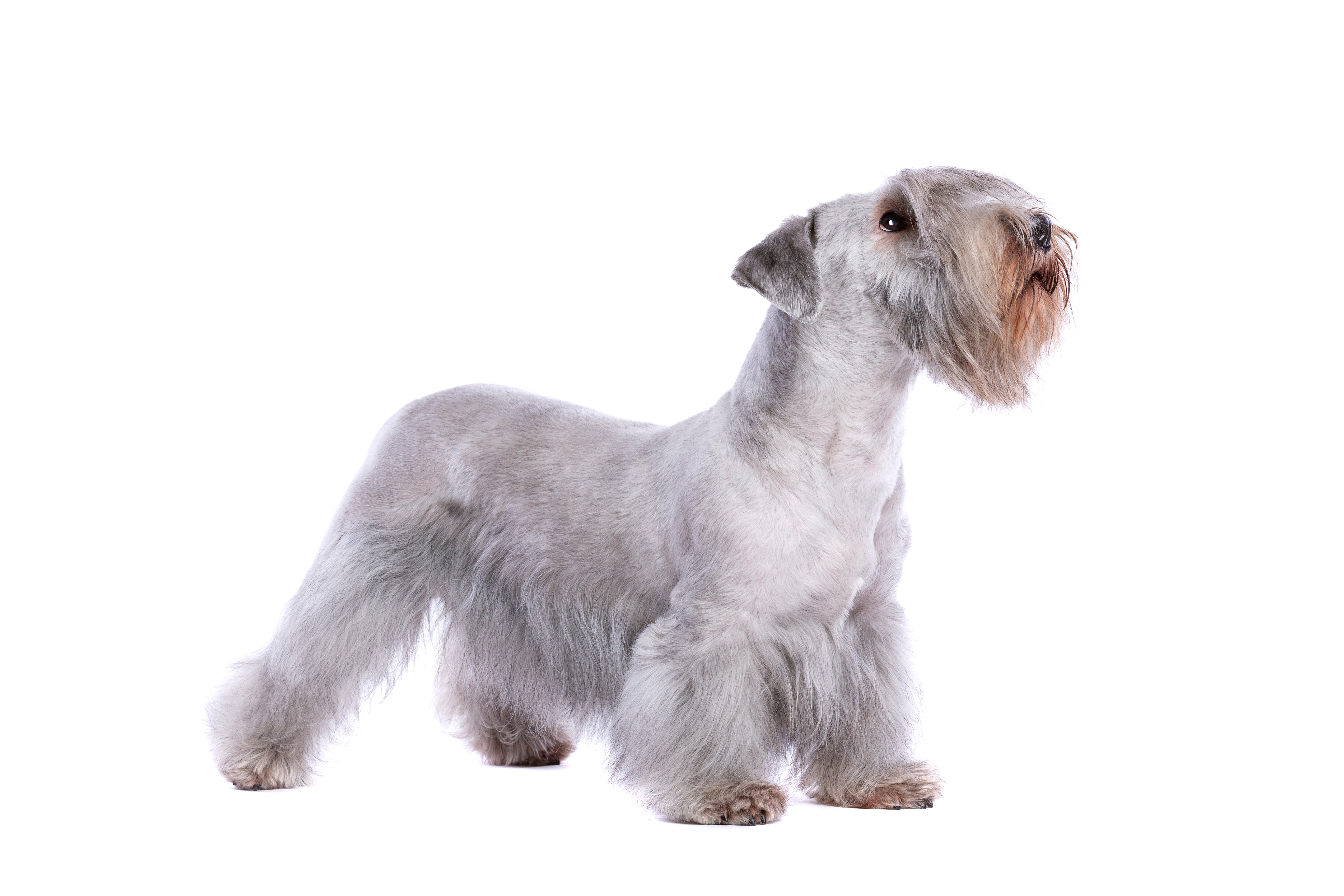Side view of a standing Sesky Terrier dog breed against a white background