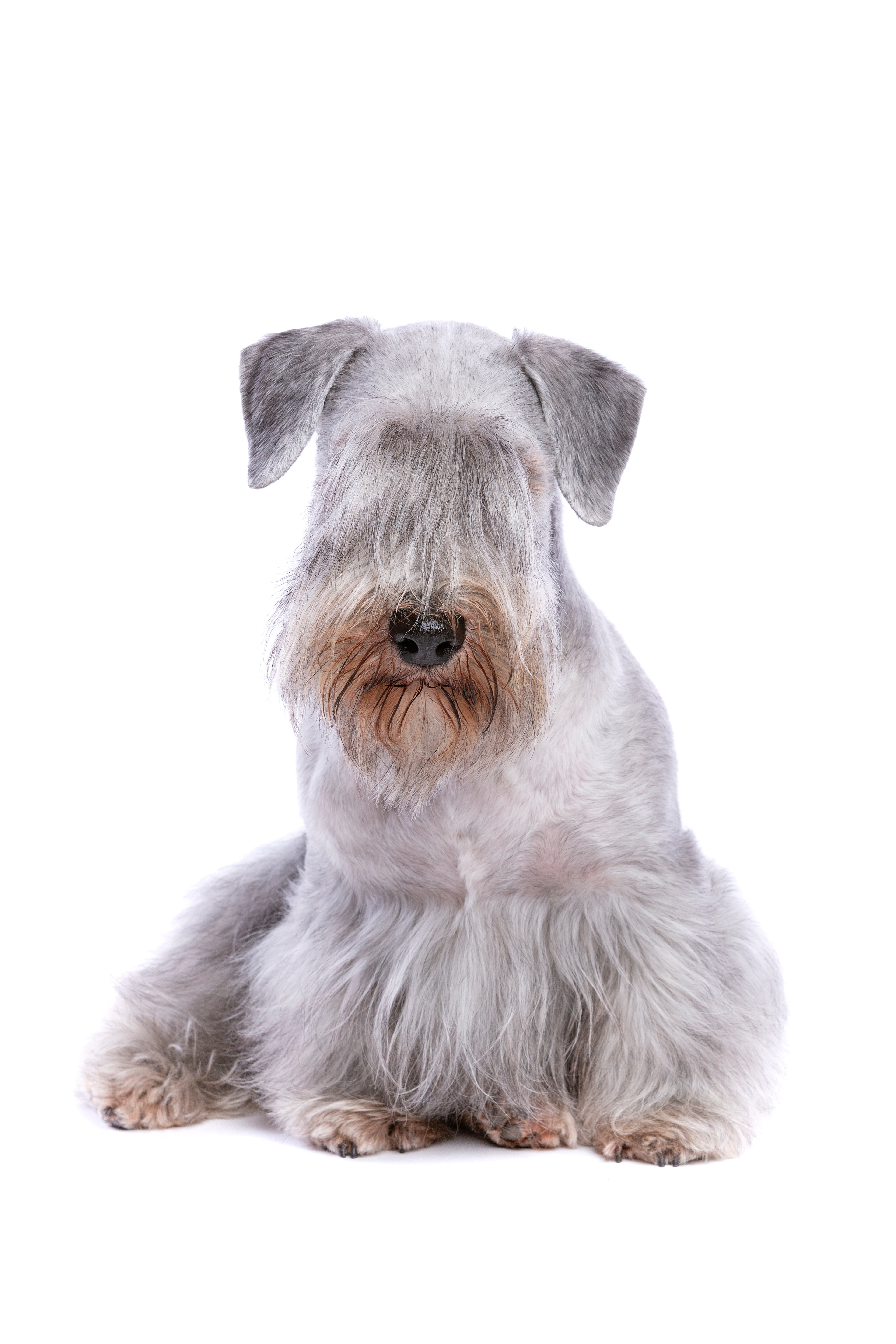 Cesky Terrier dog breed laying down with head up against a white background