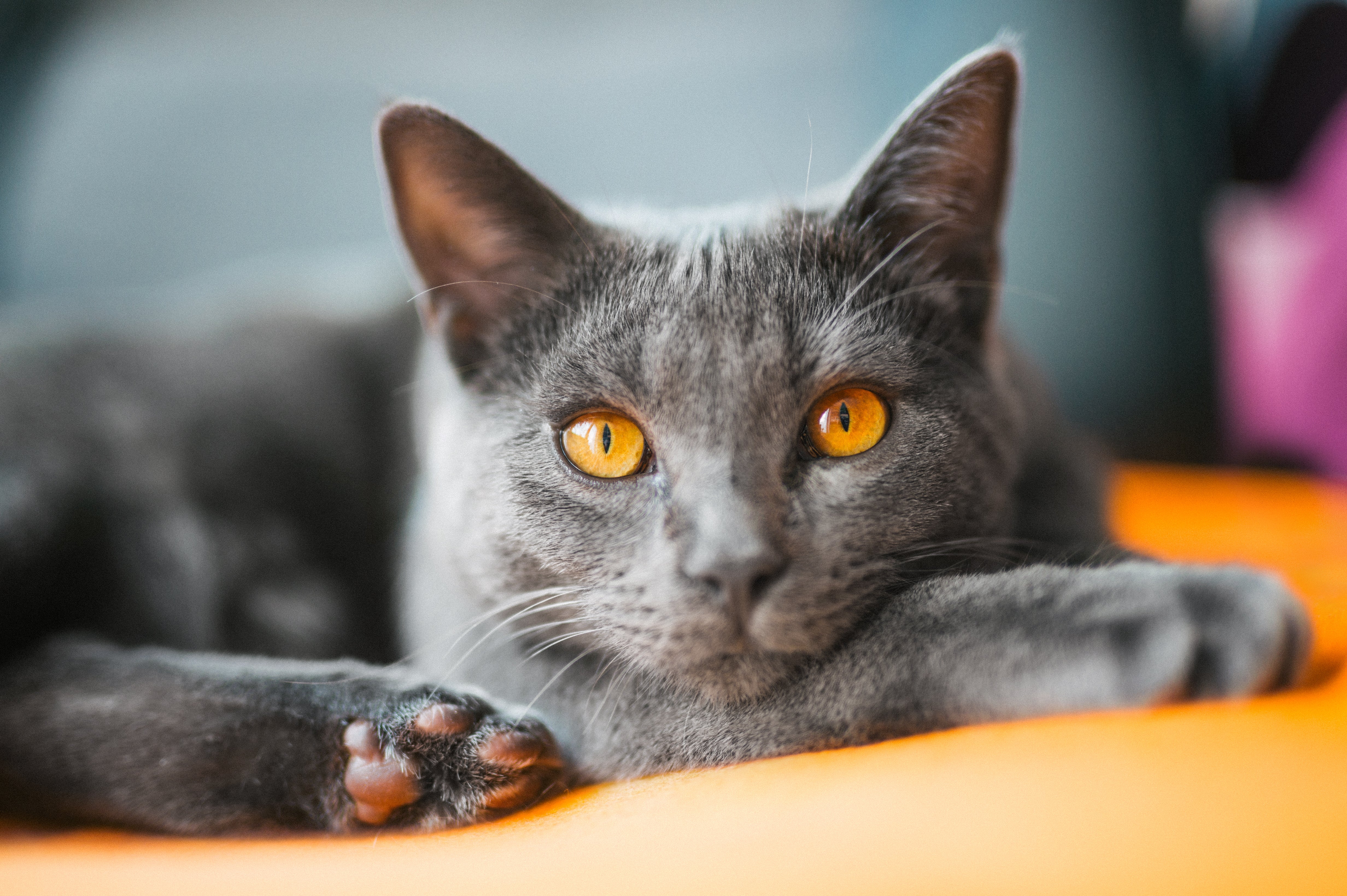 Close up of a Chartreux cat breed laying down