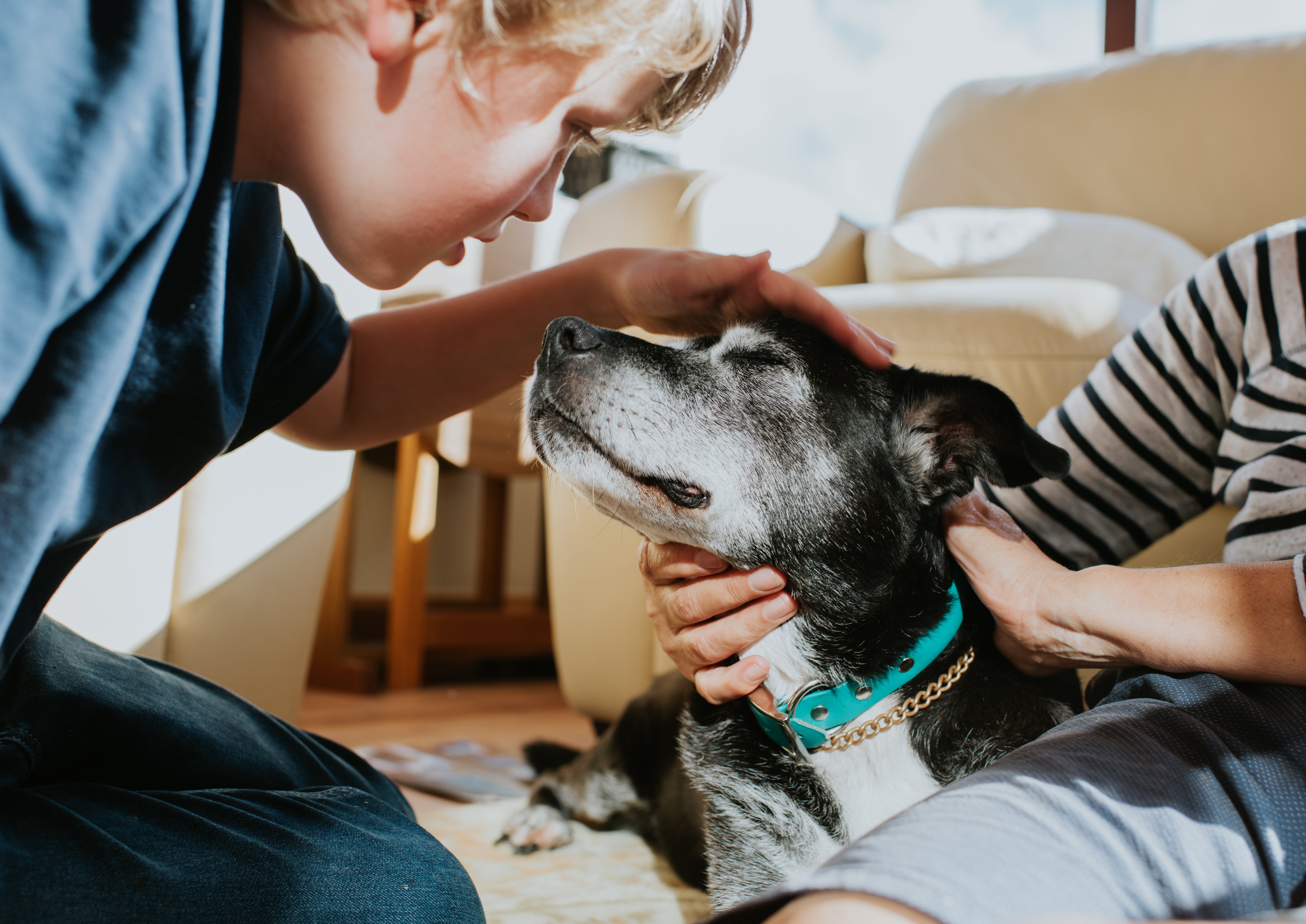 Child gently pets a gray-muzzled black dog while another person holds the dog's collar in a sunlit living room