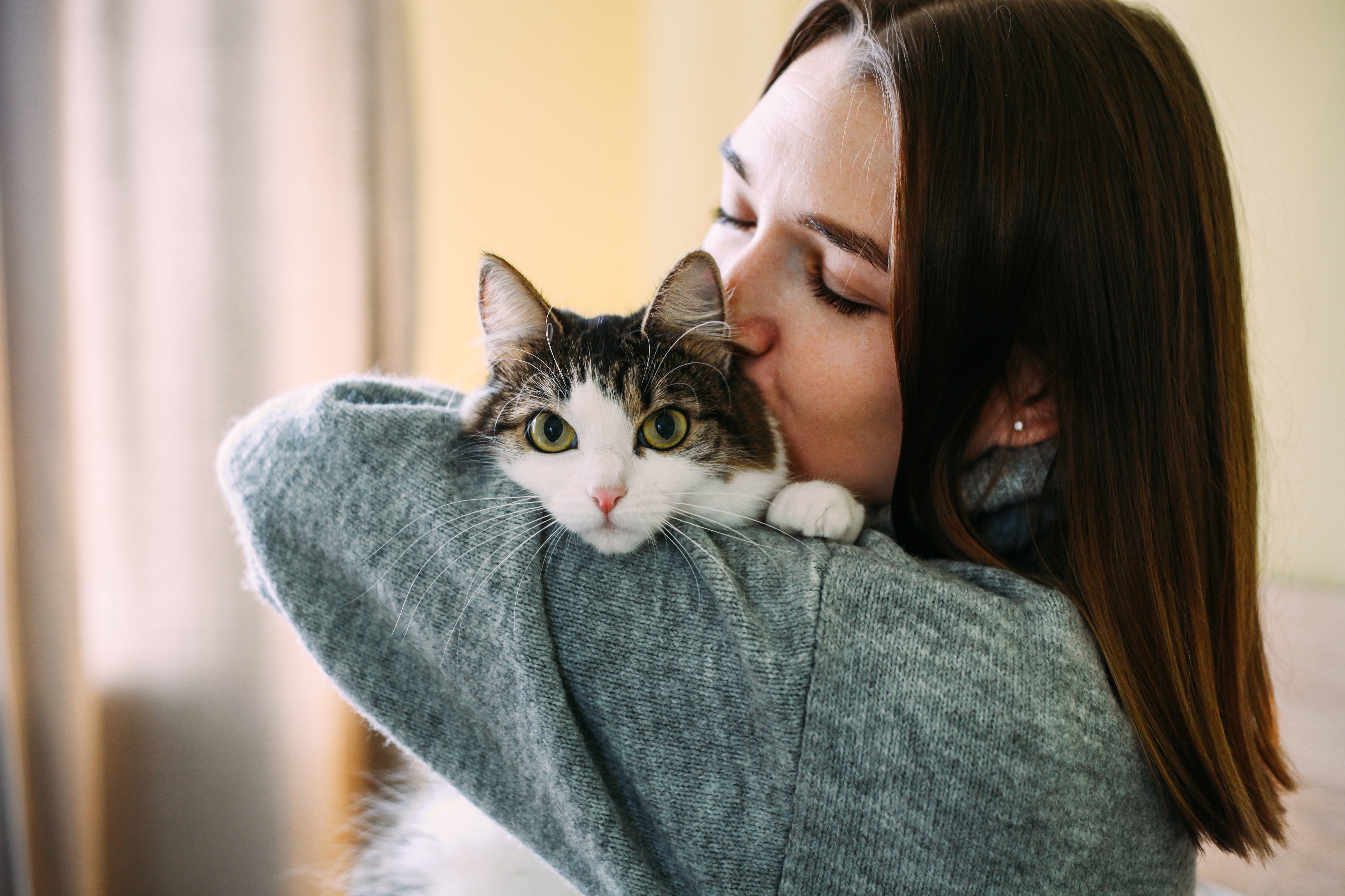 Person holding a tabby-and-white cat and kissing the cat's head indoors