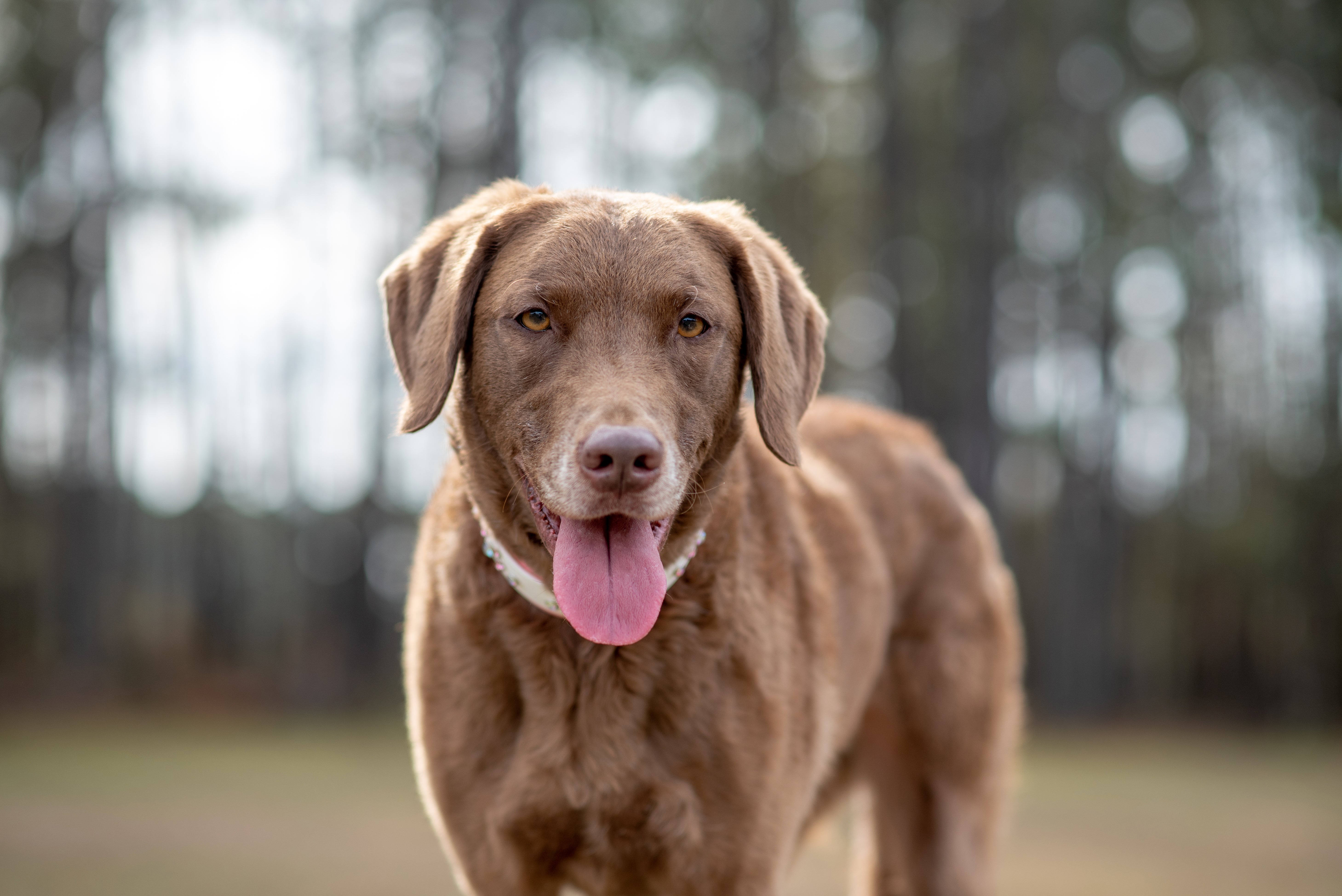 Closeup of Chesapeake Bay Retriever dog breed's face with a nature background