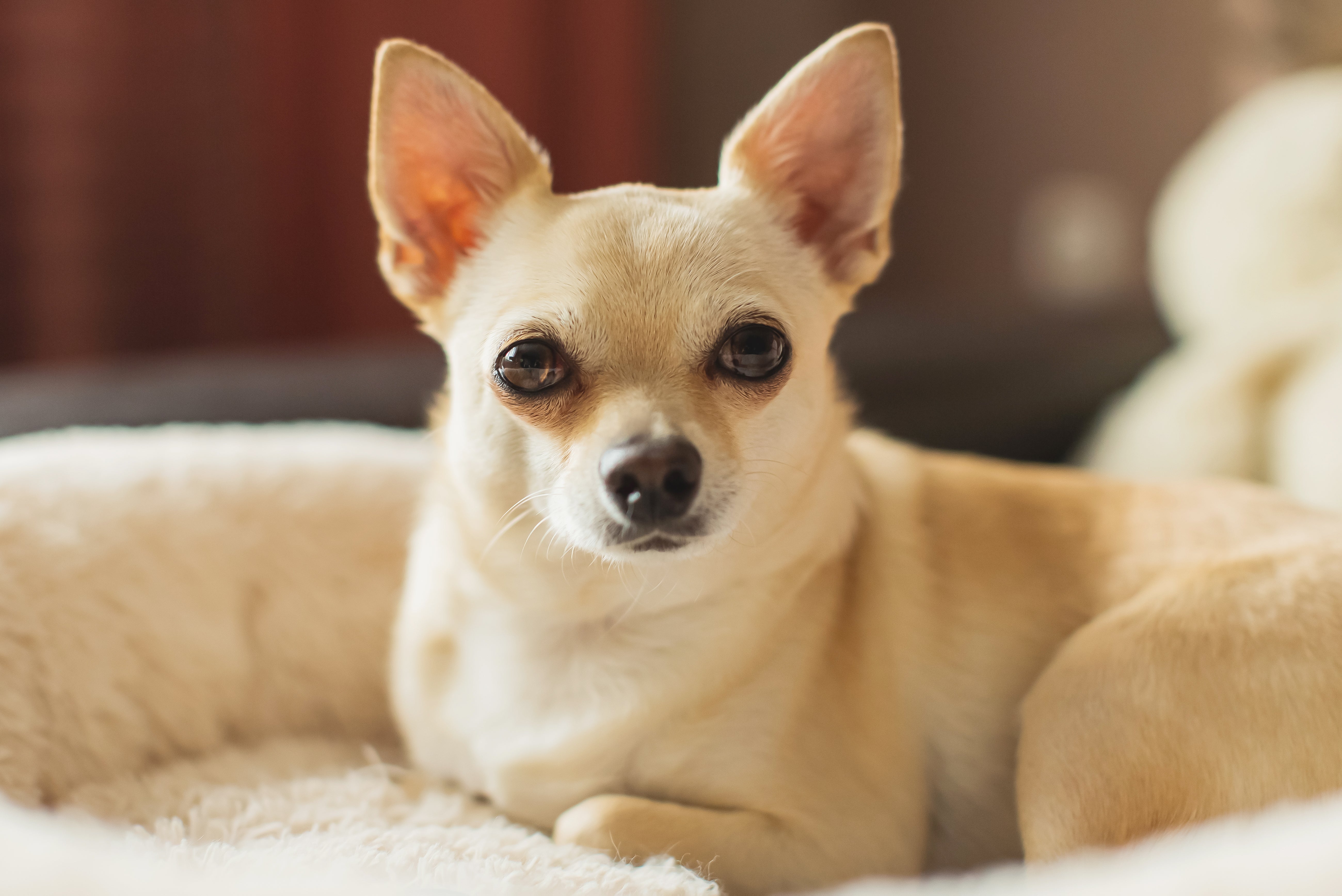 Crème colored Chihuahua dog breed laying in a dog bed