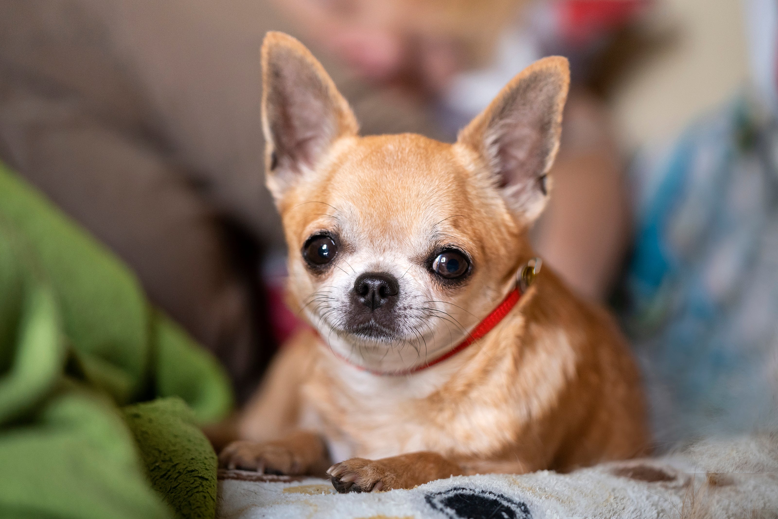 Tan chihuahua laying on couch