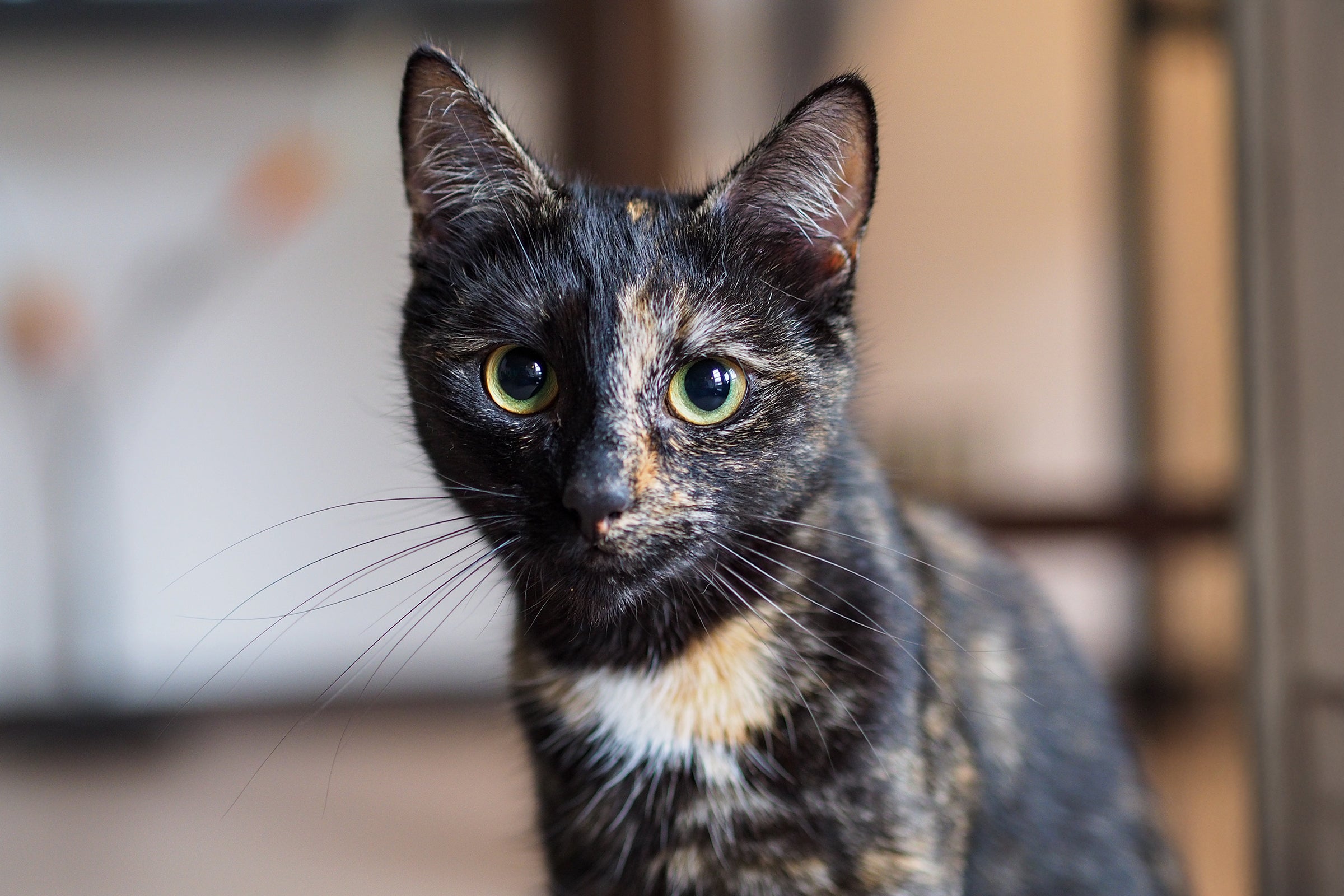 Chimera cat sitting in room