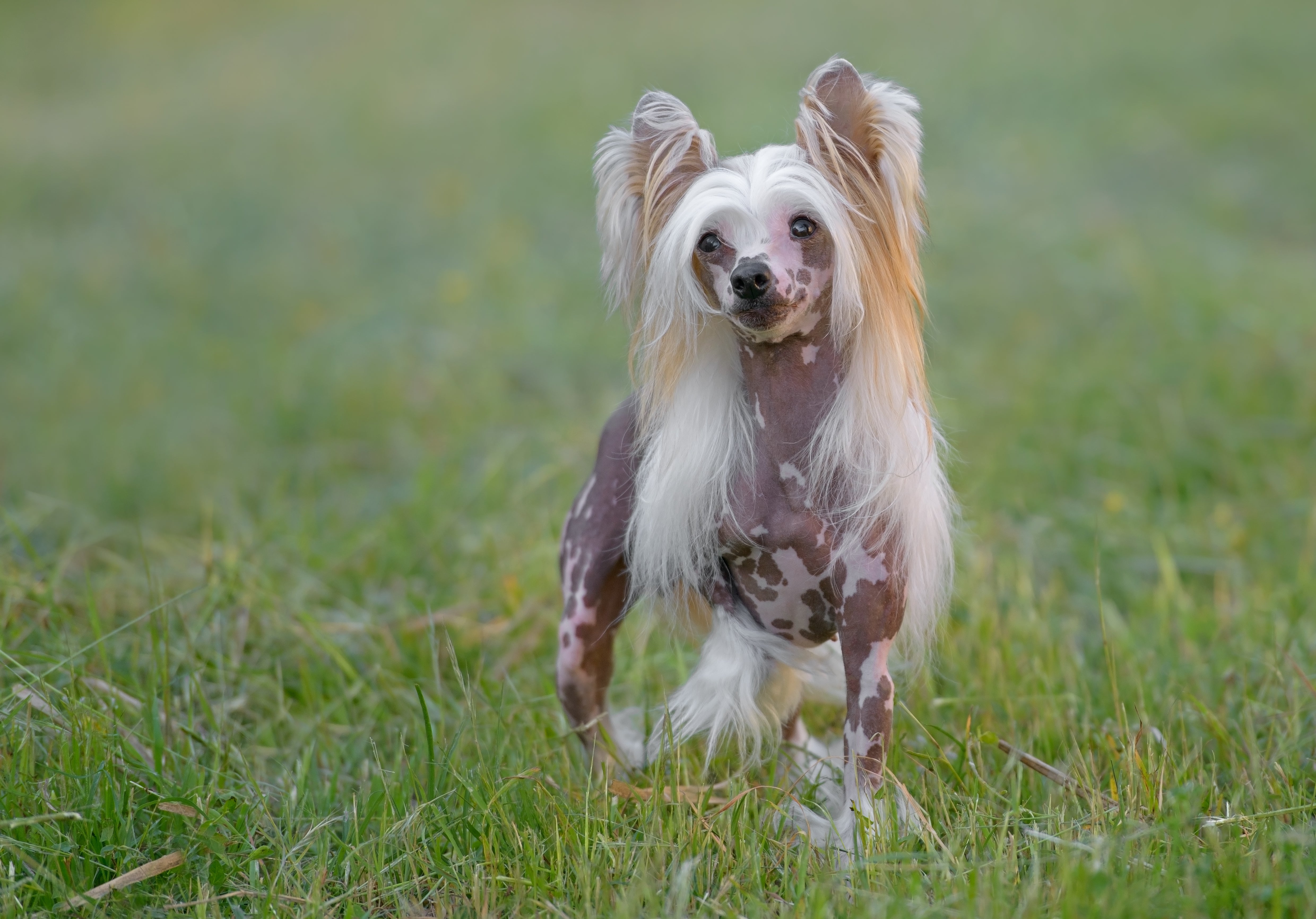 Hairless Chinese Crested dog breed with long head tufts standing on grass