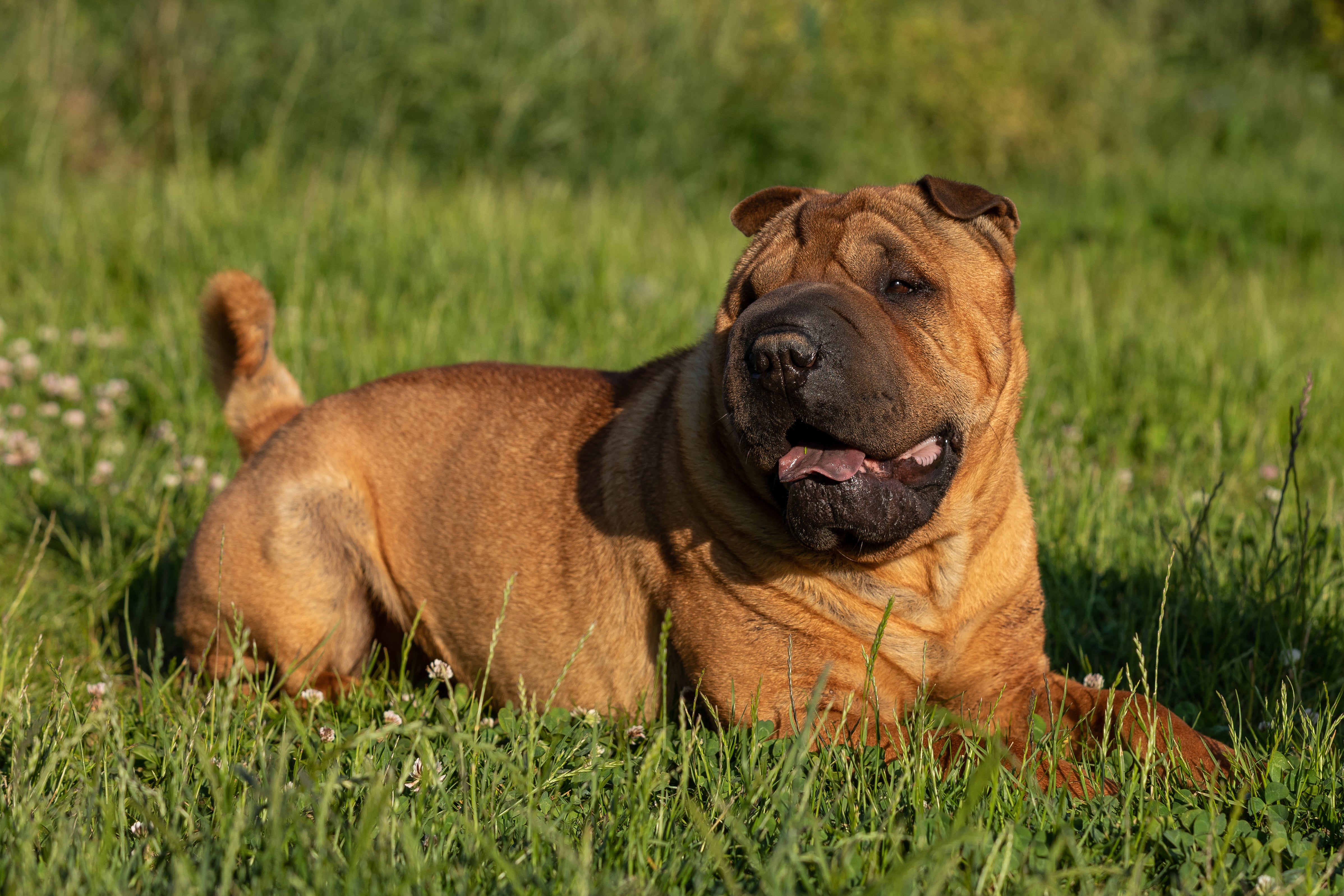 Chinese Shar Pei dog breed standing tall with tail curled up in park setting