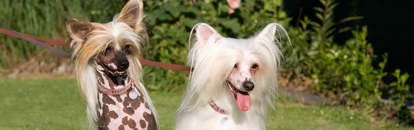 Chinese Crested Dogs