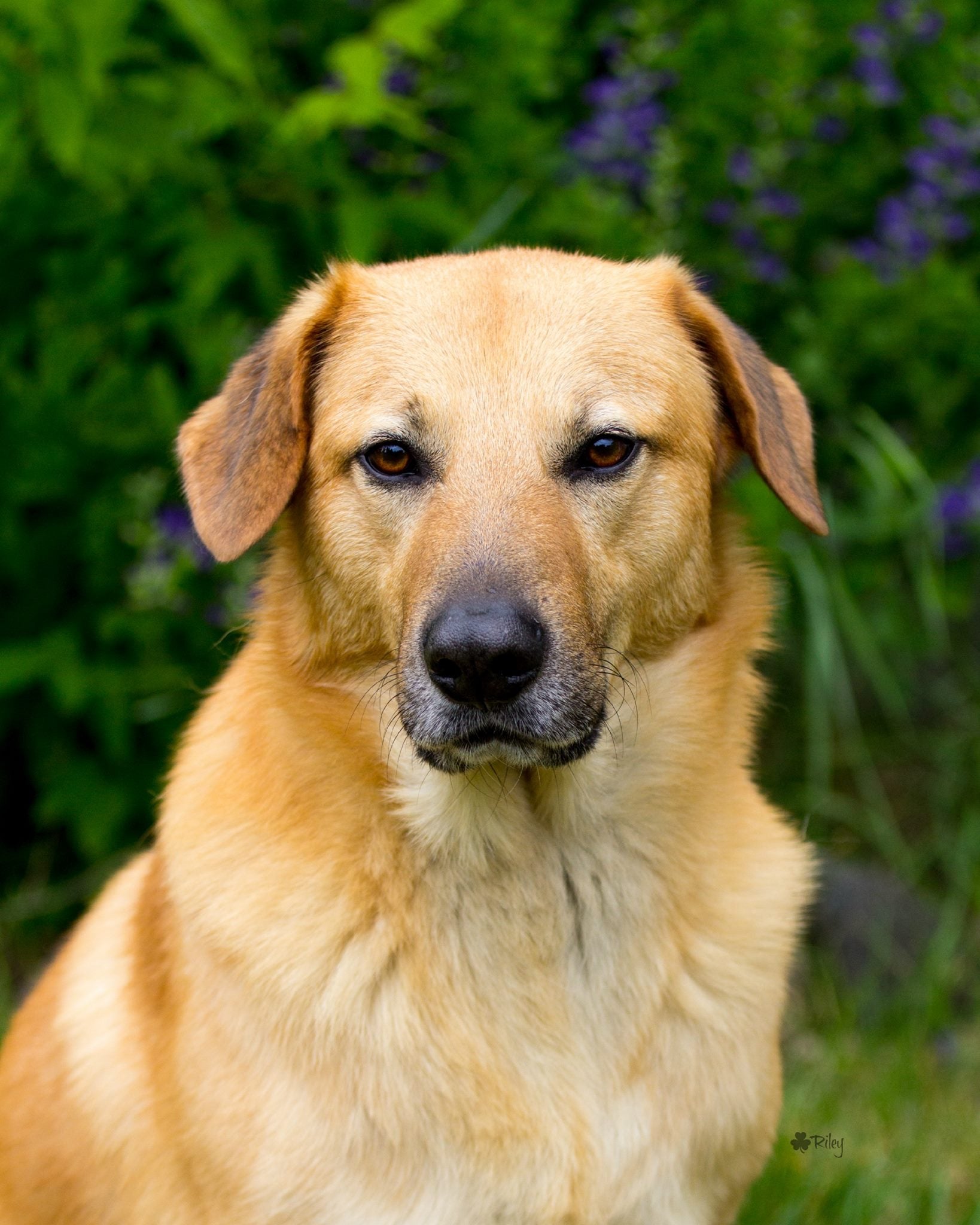 Chest up close up of a sitting Chinook dog breed with purple flower bush behind