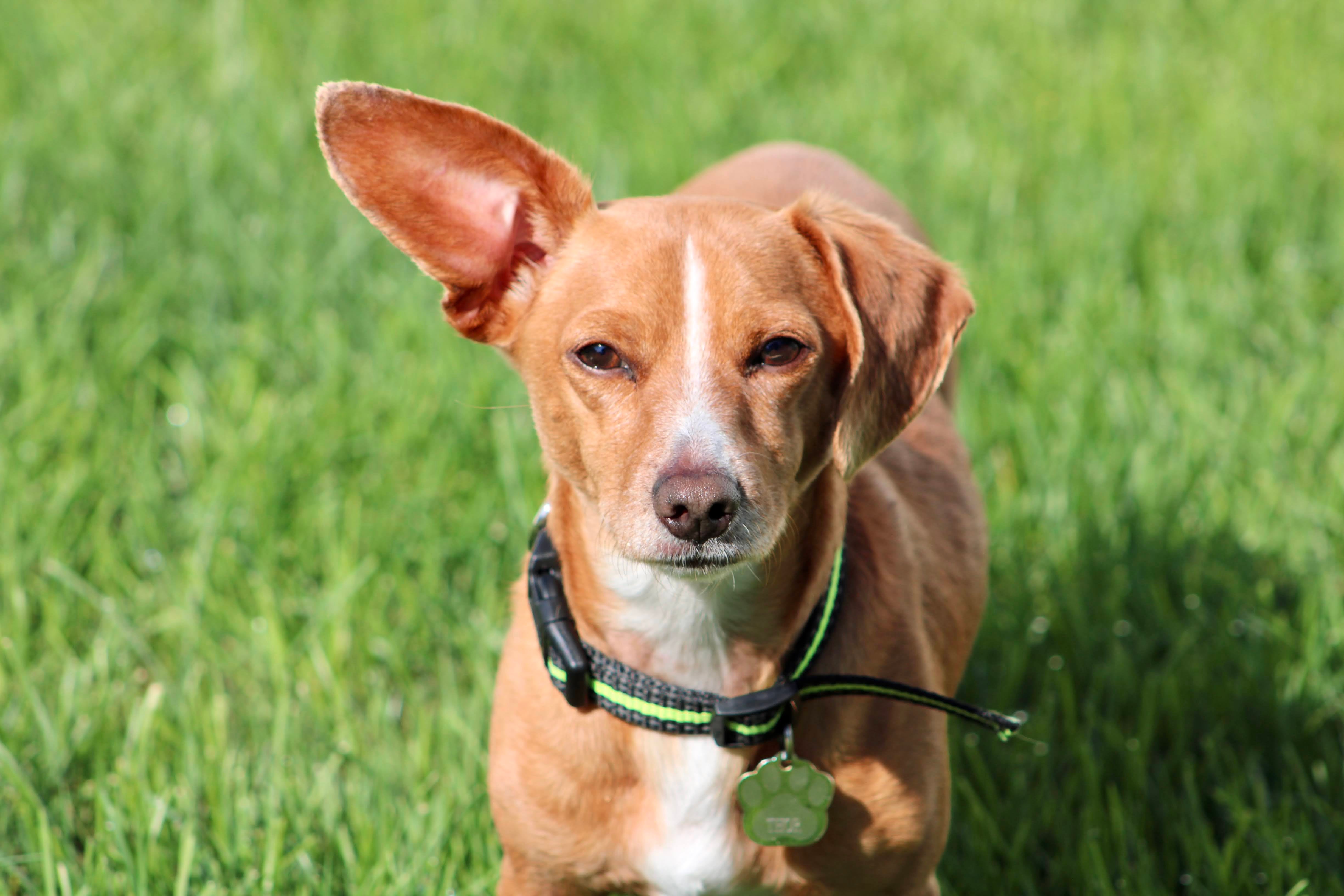 Carmel and white Chiweenie dog breed standing close up on the grass with right ear up