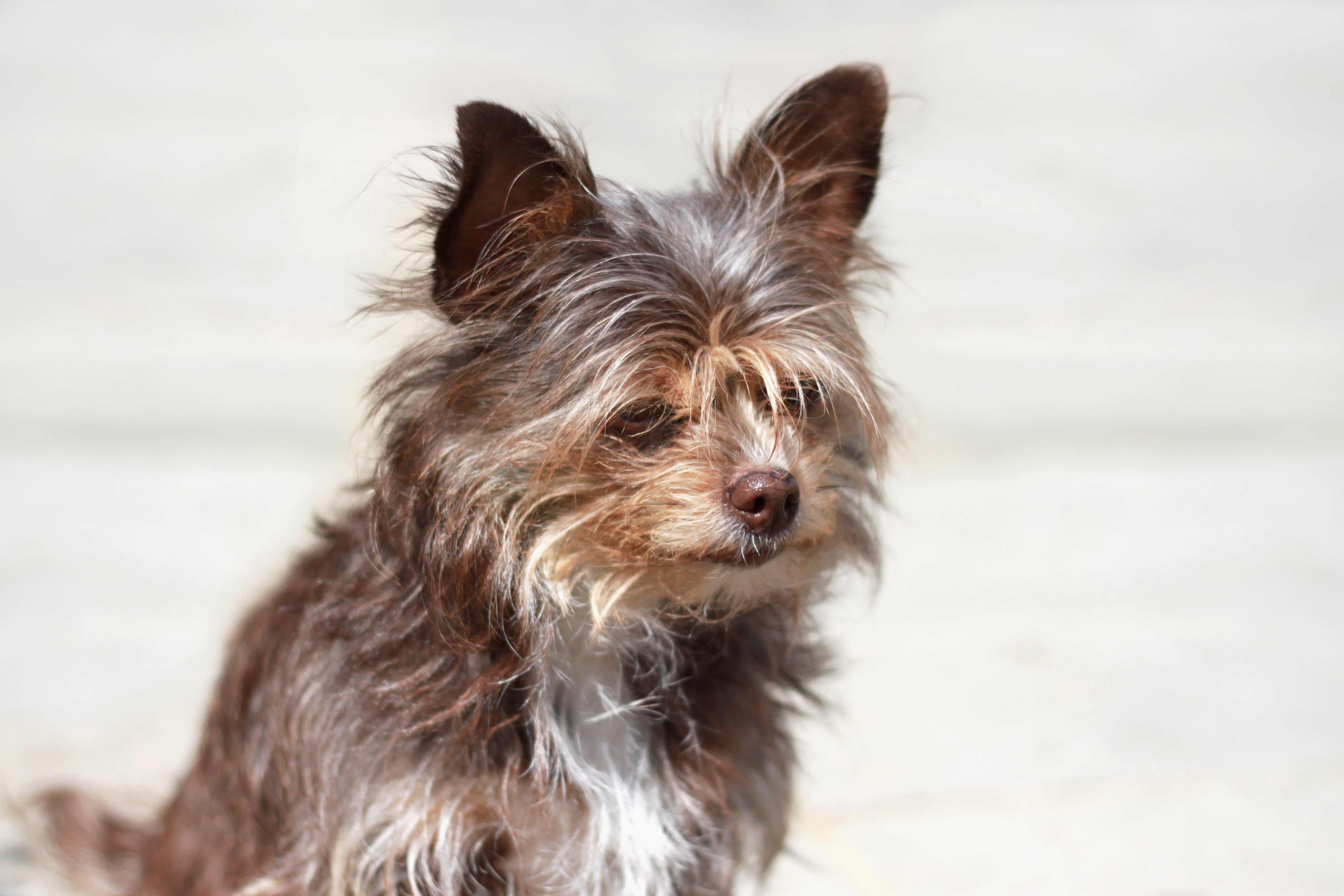 Multi colored Chorkie dog breed headshot with one ear up against white background