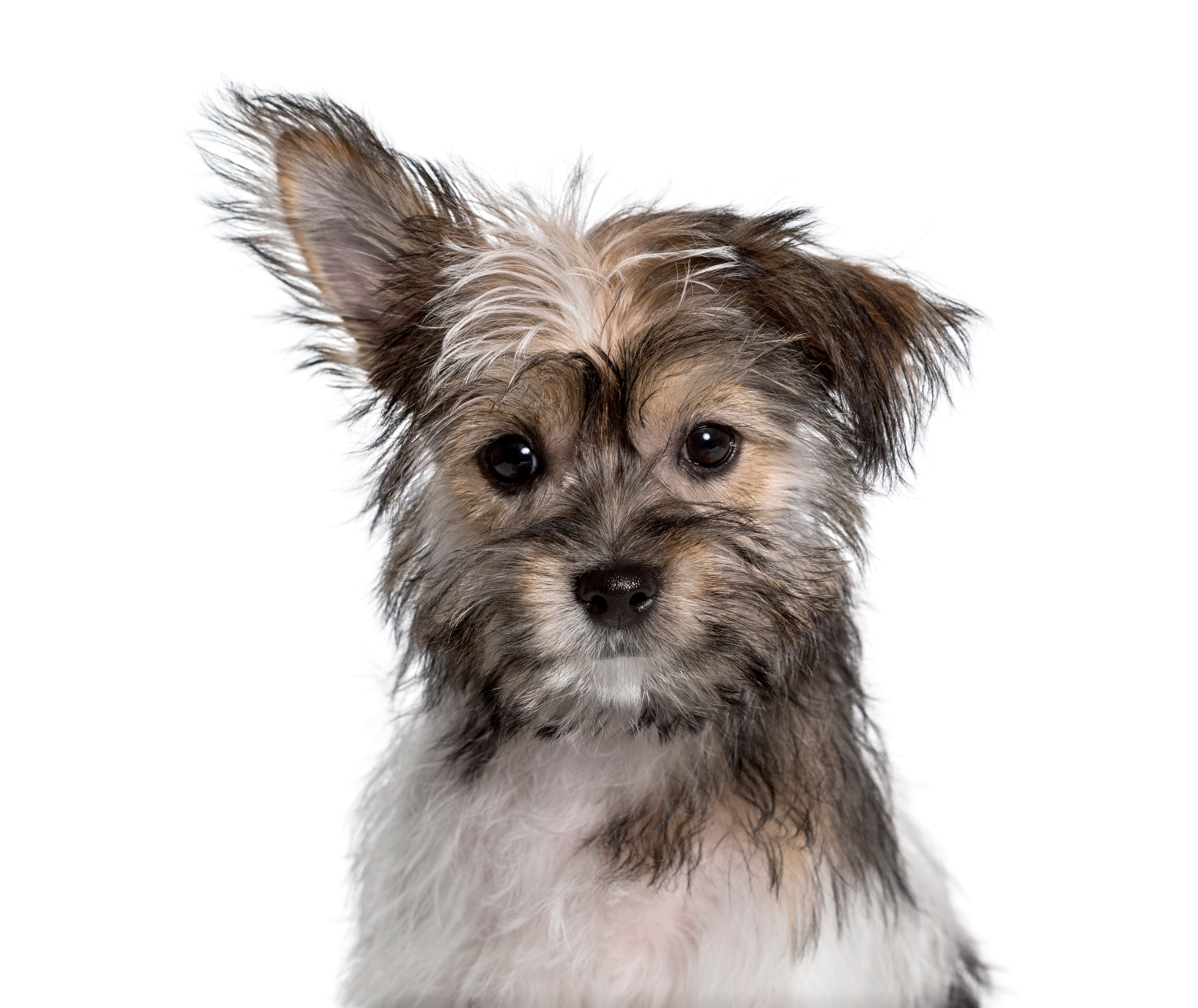 Multi colored Chorkie dog breed portrait from chest up looking to the side against white background