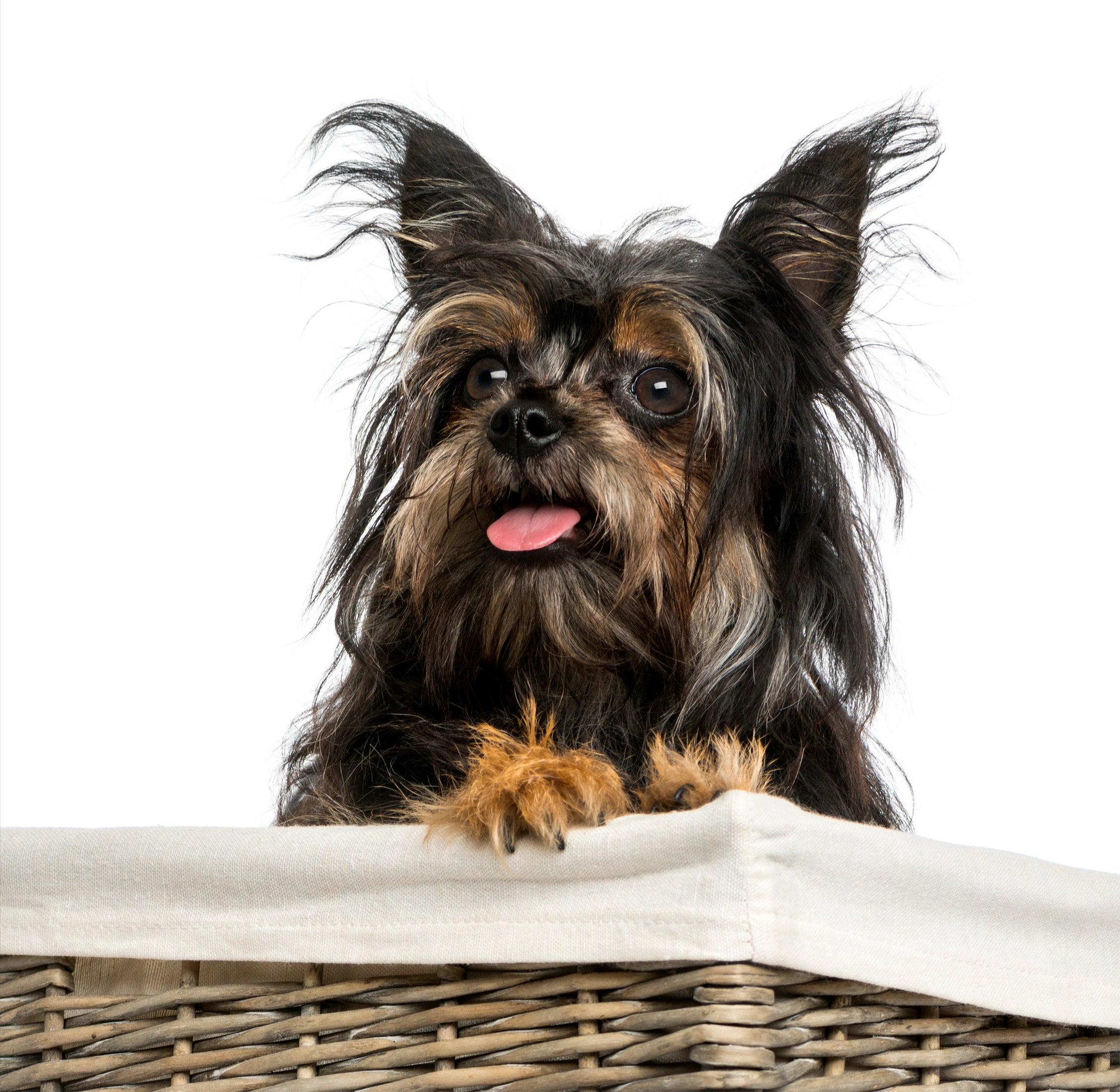 Multi colored Chorkie dog breed looking up with tongue out sitting in a basket