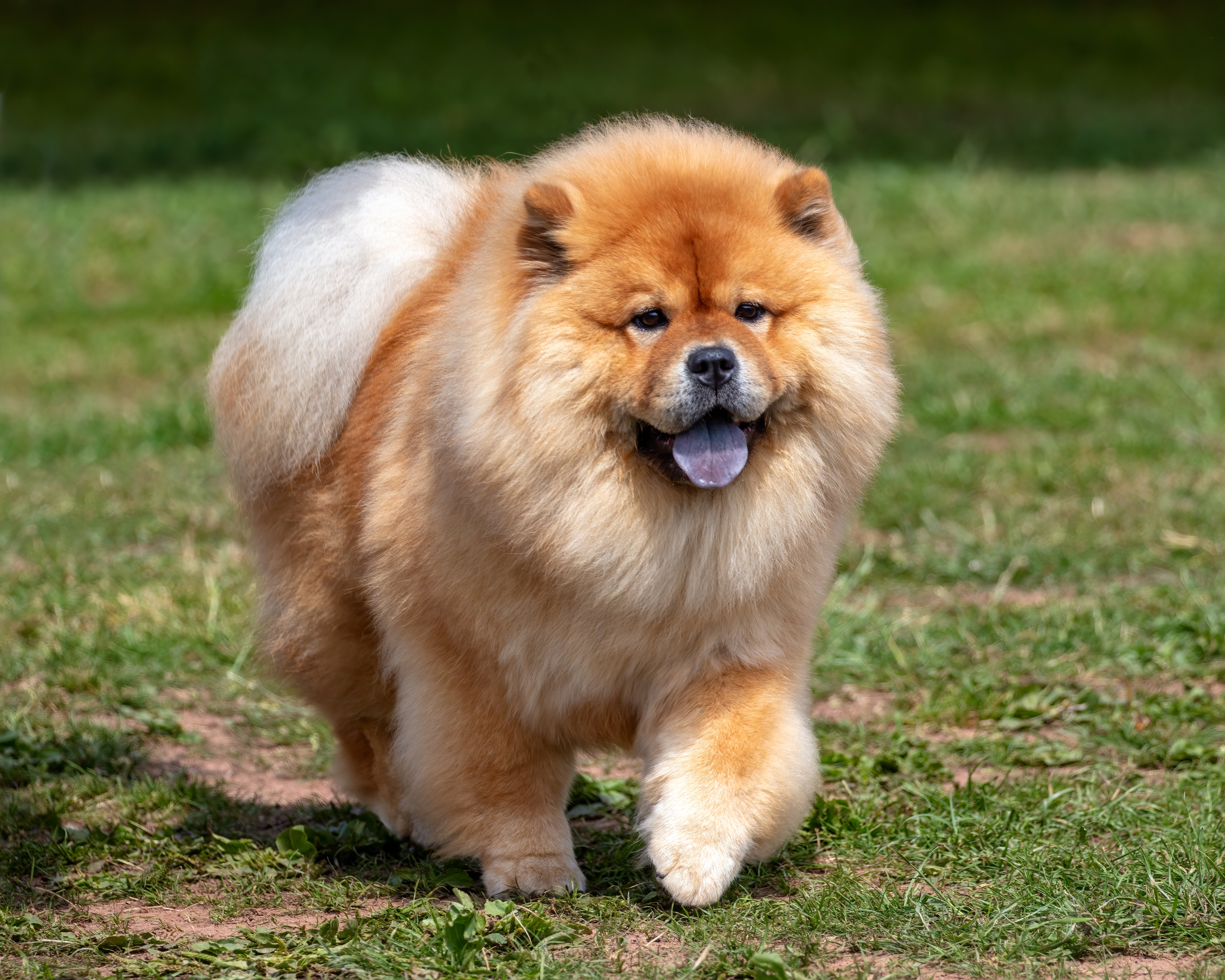 Chow Chow dog breed running on grass toward camera with mouth open and tail curled up back