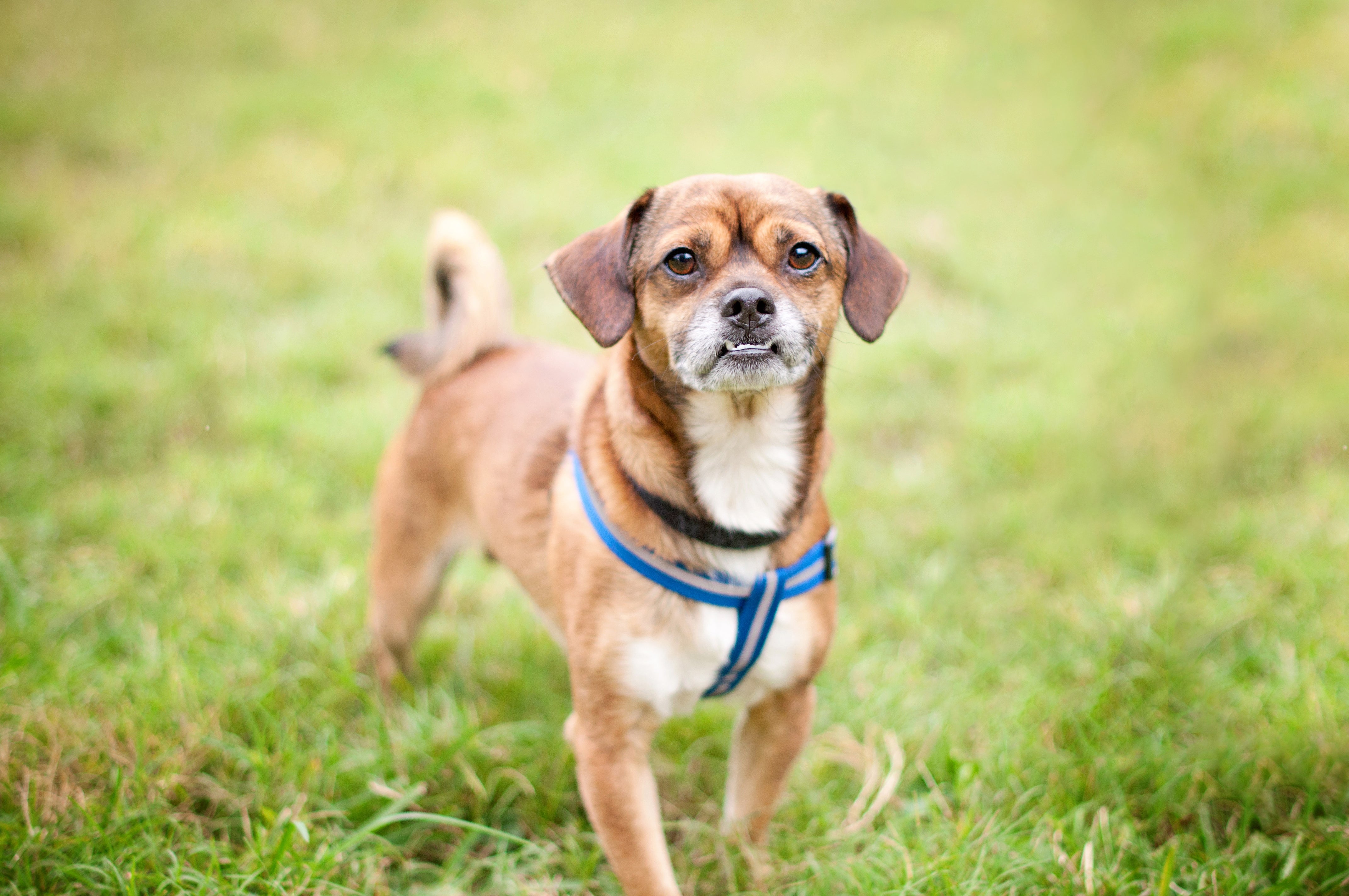 Chug dog breed outside in the grass looking at camera.