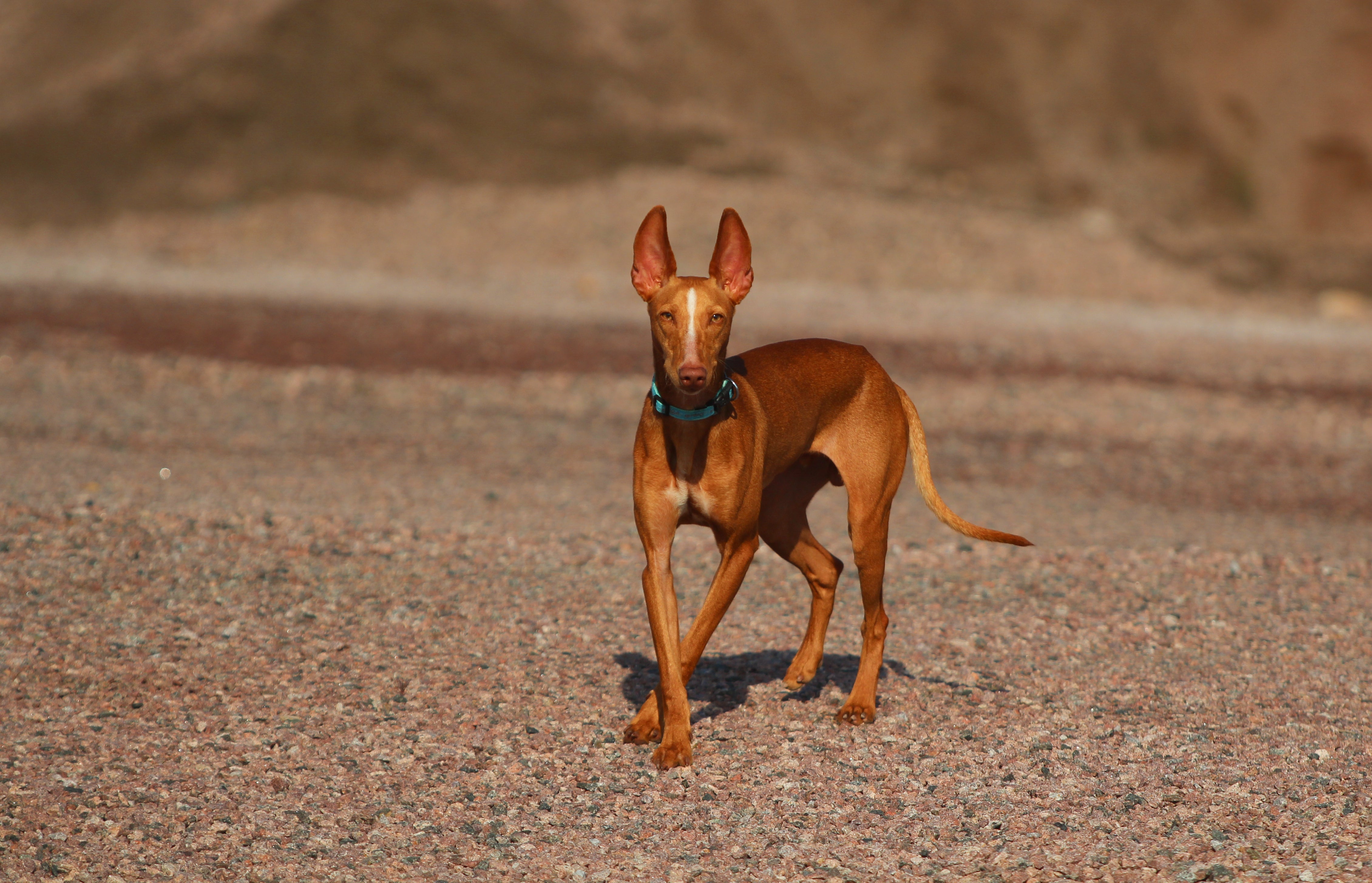 Cirneco dell'Etna dog standing outside against sandy background