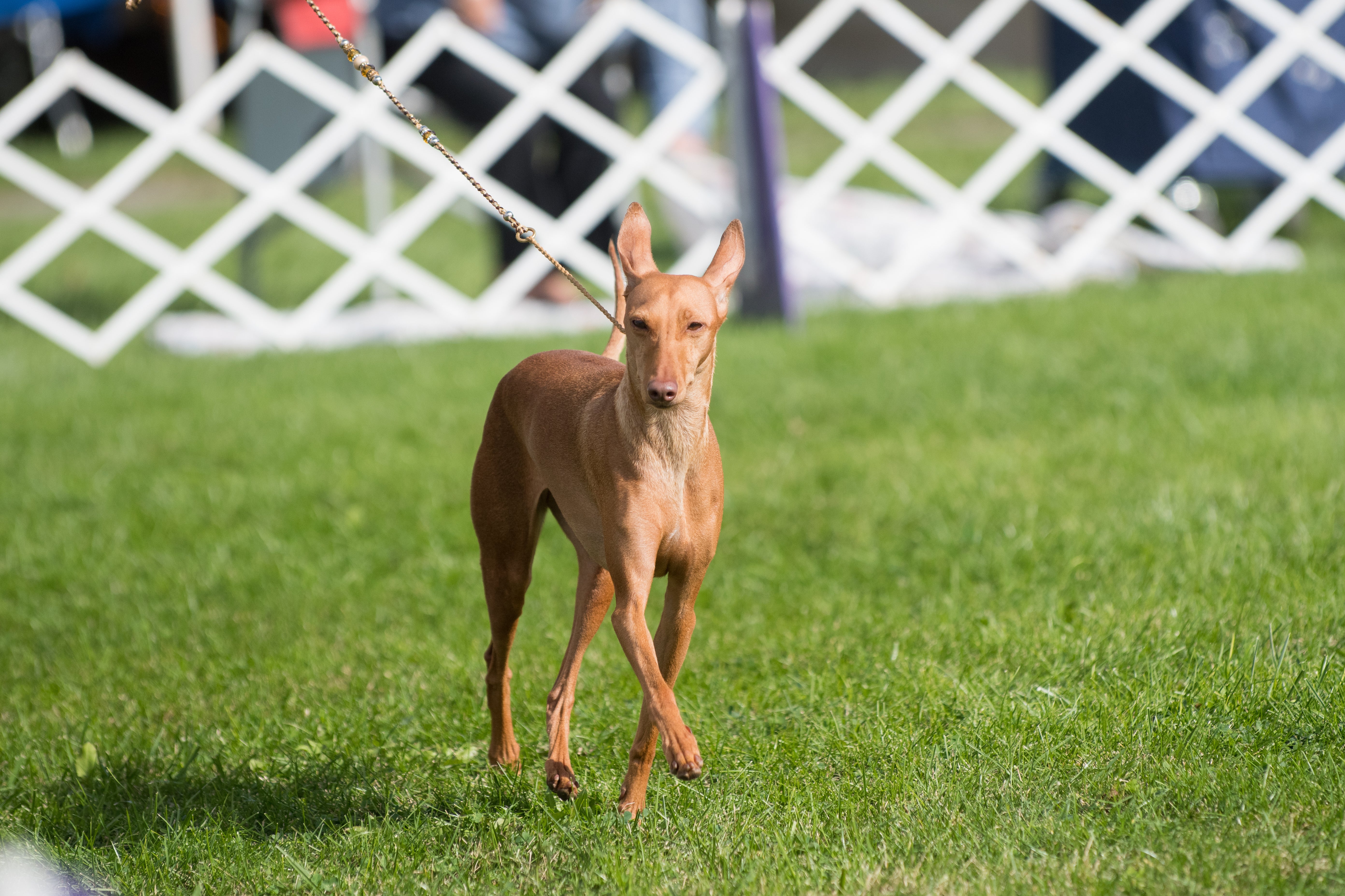 Cirneco dell'Etna dog standing in the grass with ears up
