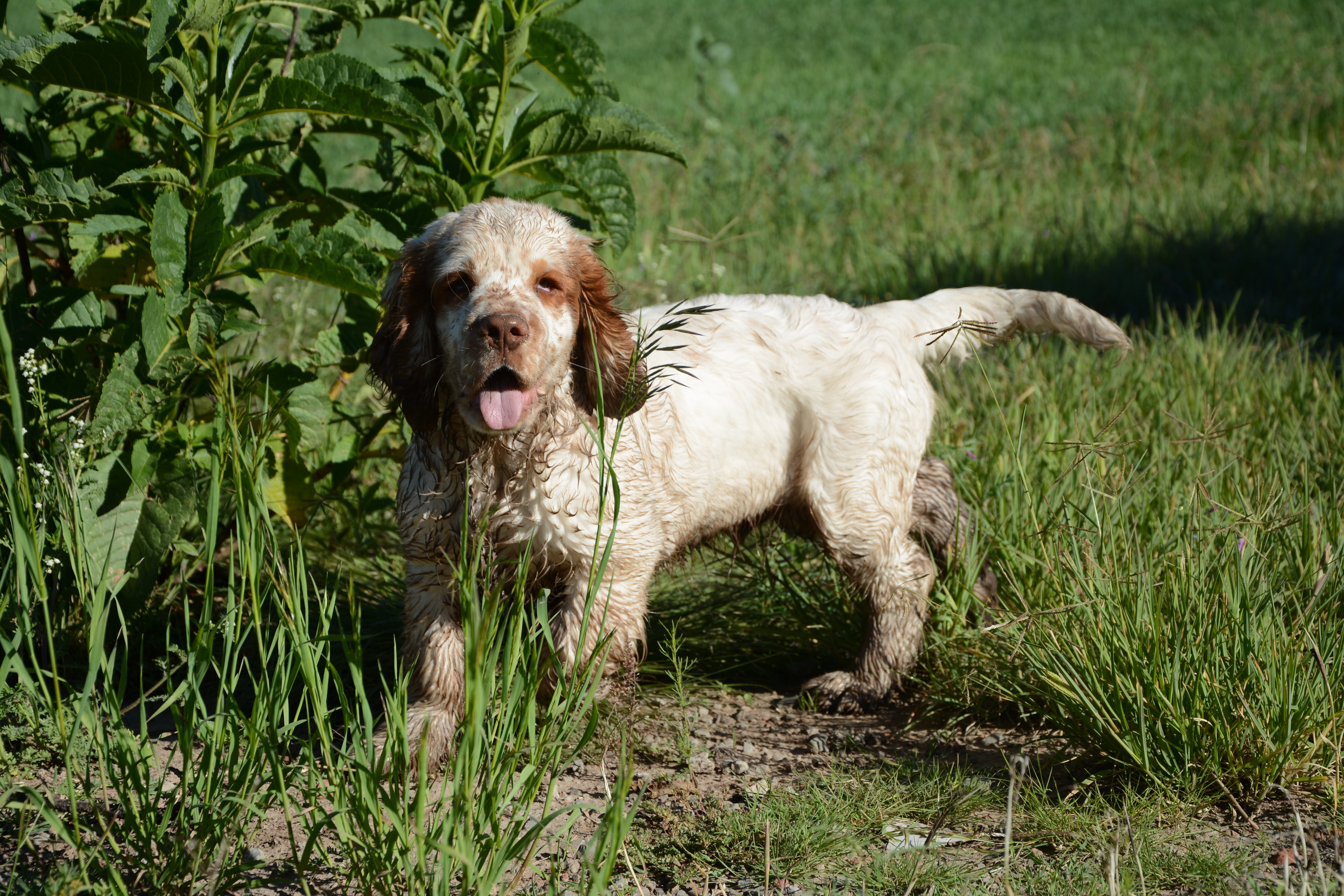 Clumber Spaniel dog breed outside standing side view with tongue out and tail extended 