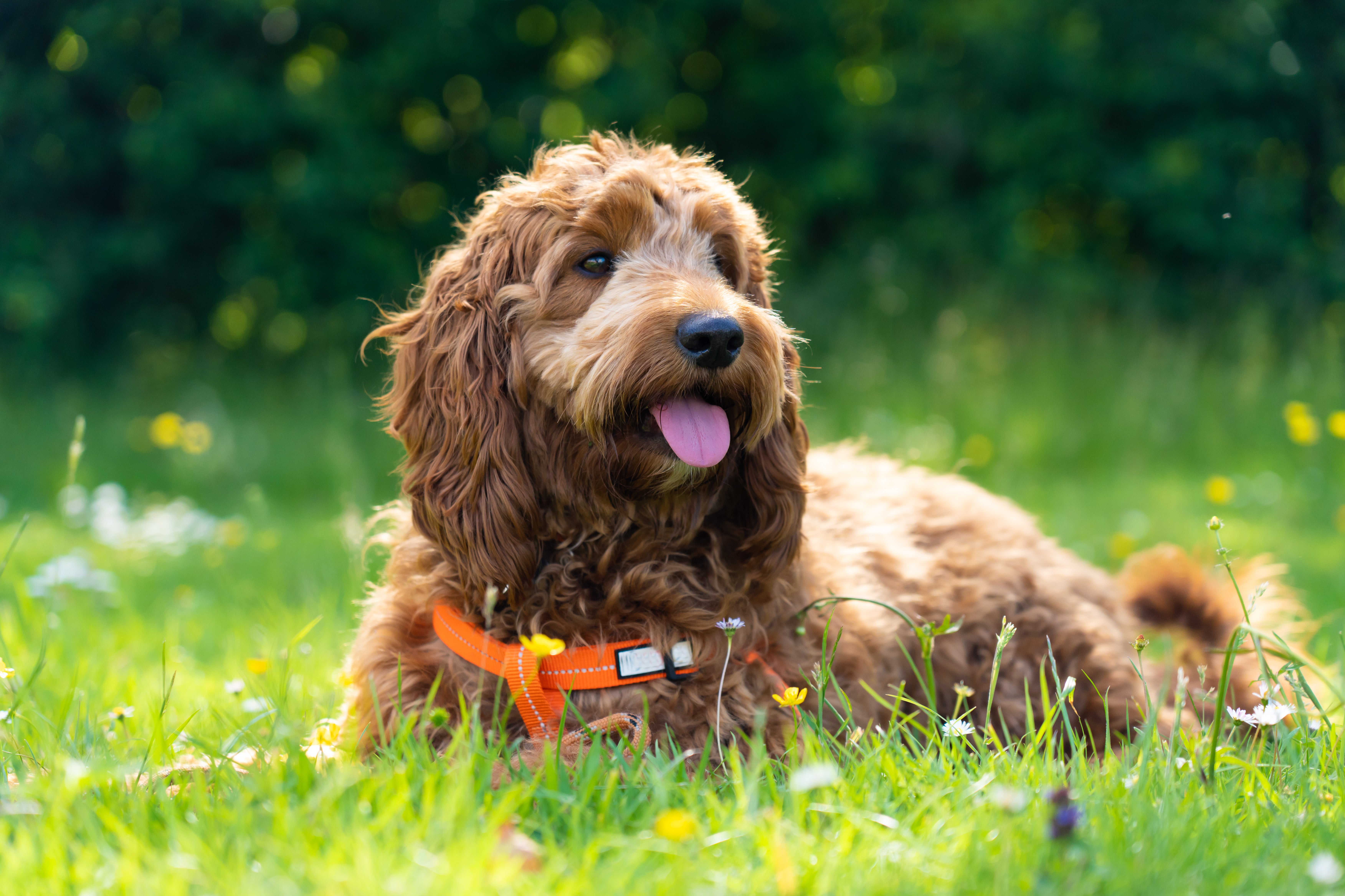 Young Cockapoo dog breed laying in the green grass panting