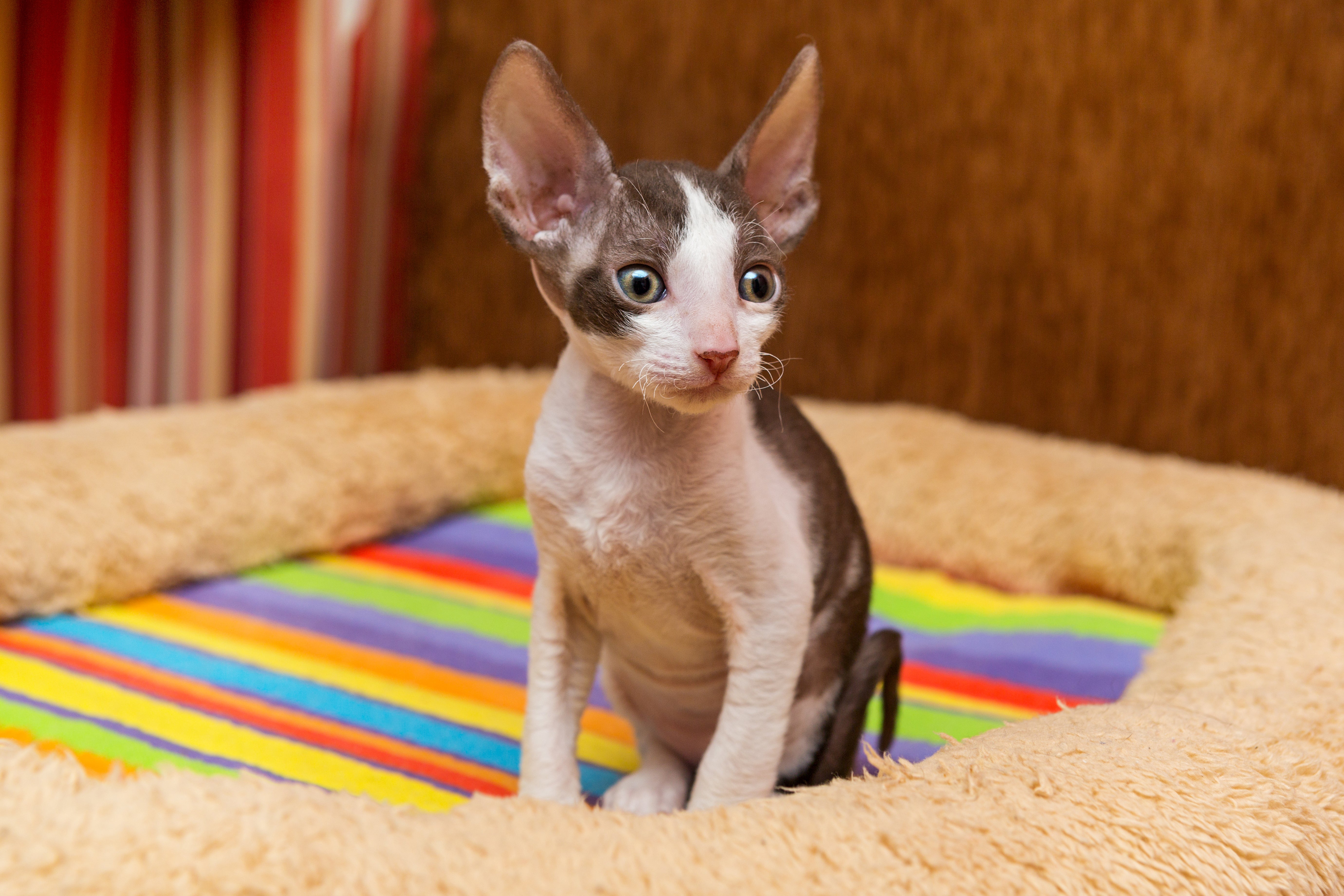 Cornish Rex cat breed kitten sitting on a multicolored cat bed