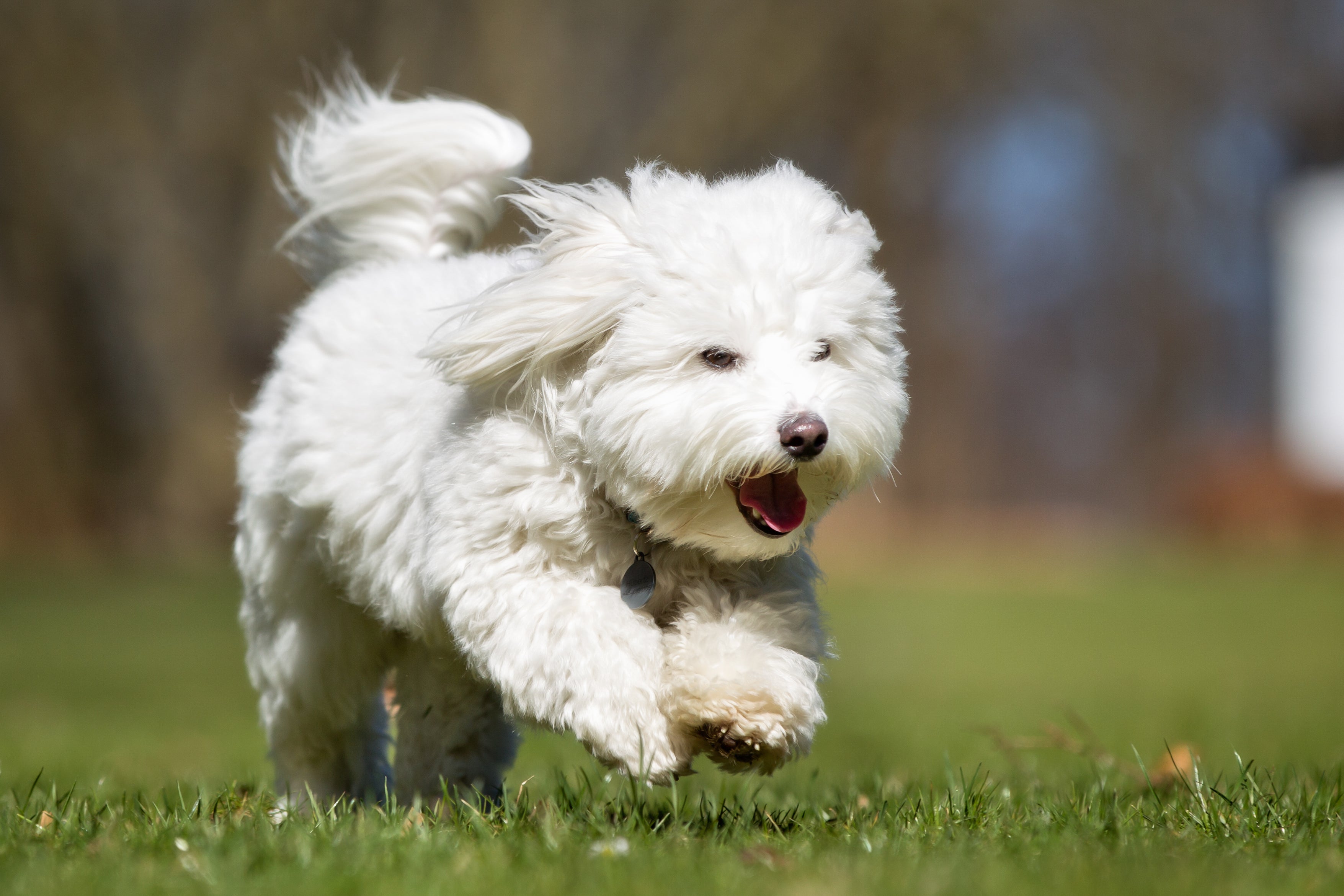 Coton de Tulear breed dog running outdoors in nature