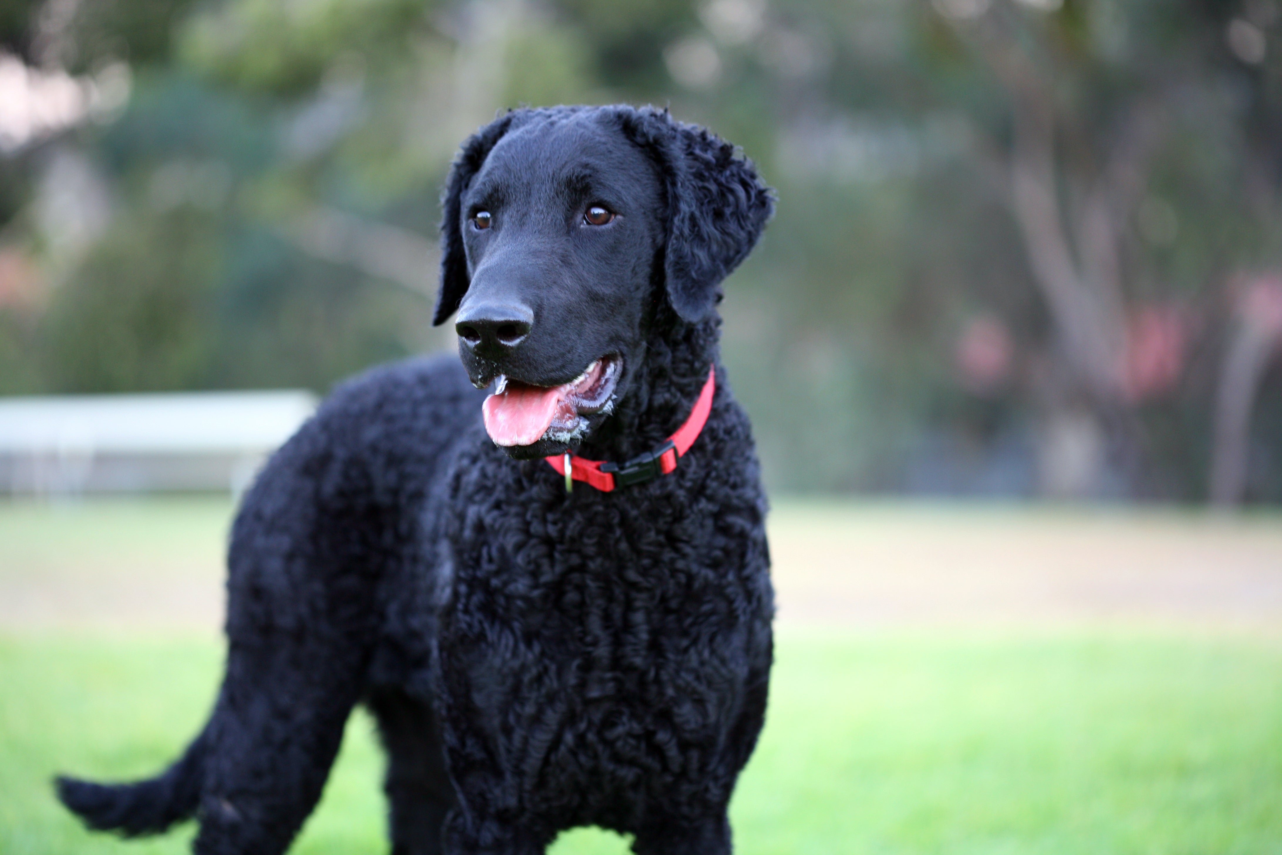 Standing black Curly Coated Retriever dog breed in a yard panting