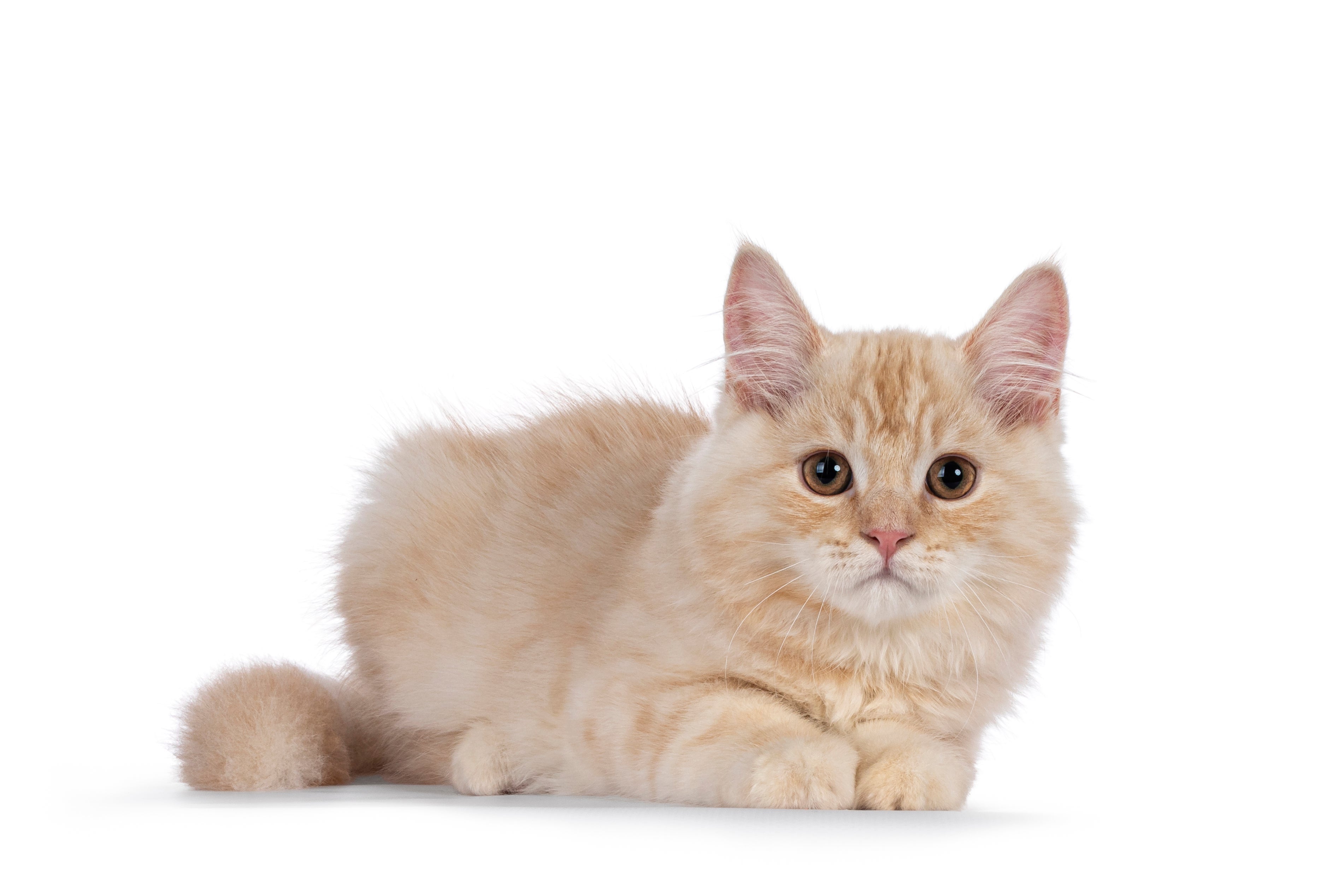 Cymric cat breed in a loaf position looking at the camera against a white background