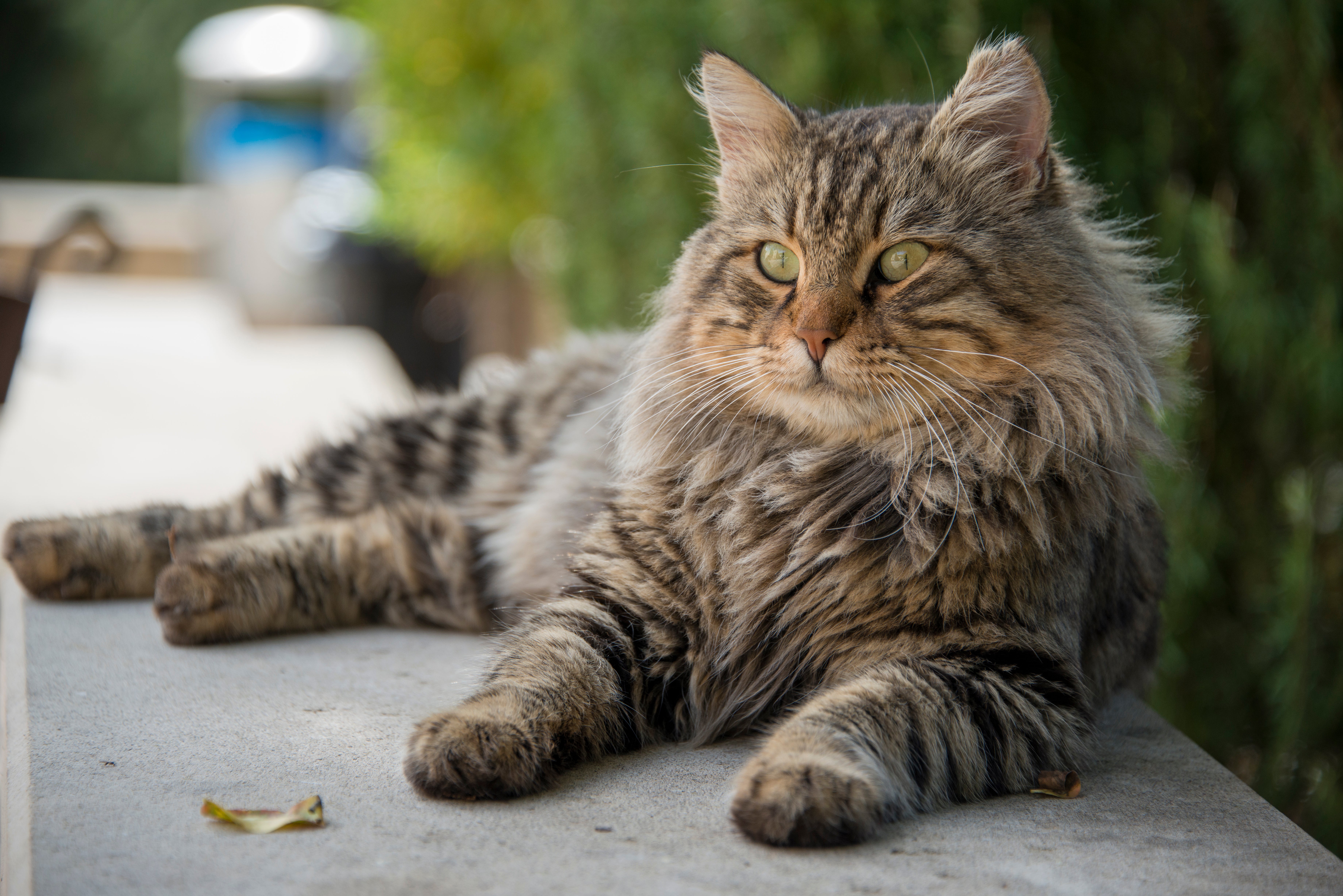 Domestic Medium hair cat breed laying on a cement wall outside