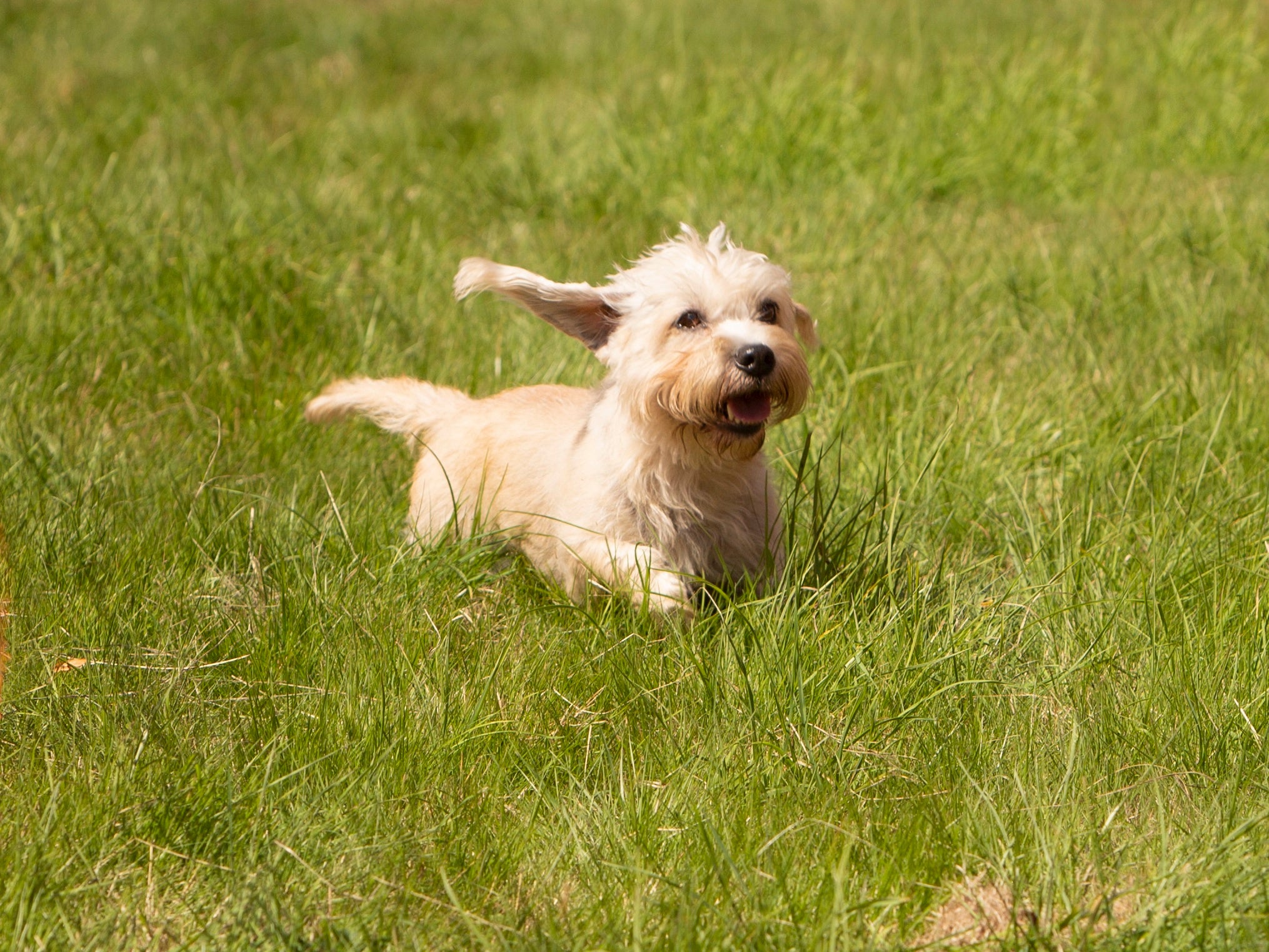 Side view of a Dandie Dinmont Terrier dog breed standing on the grass with tongue out