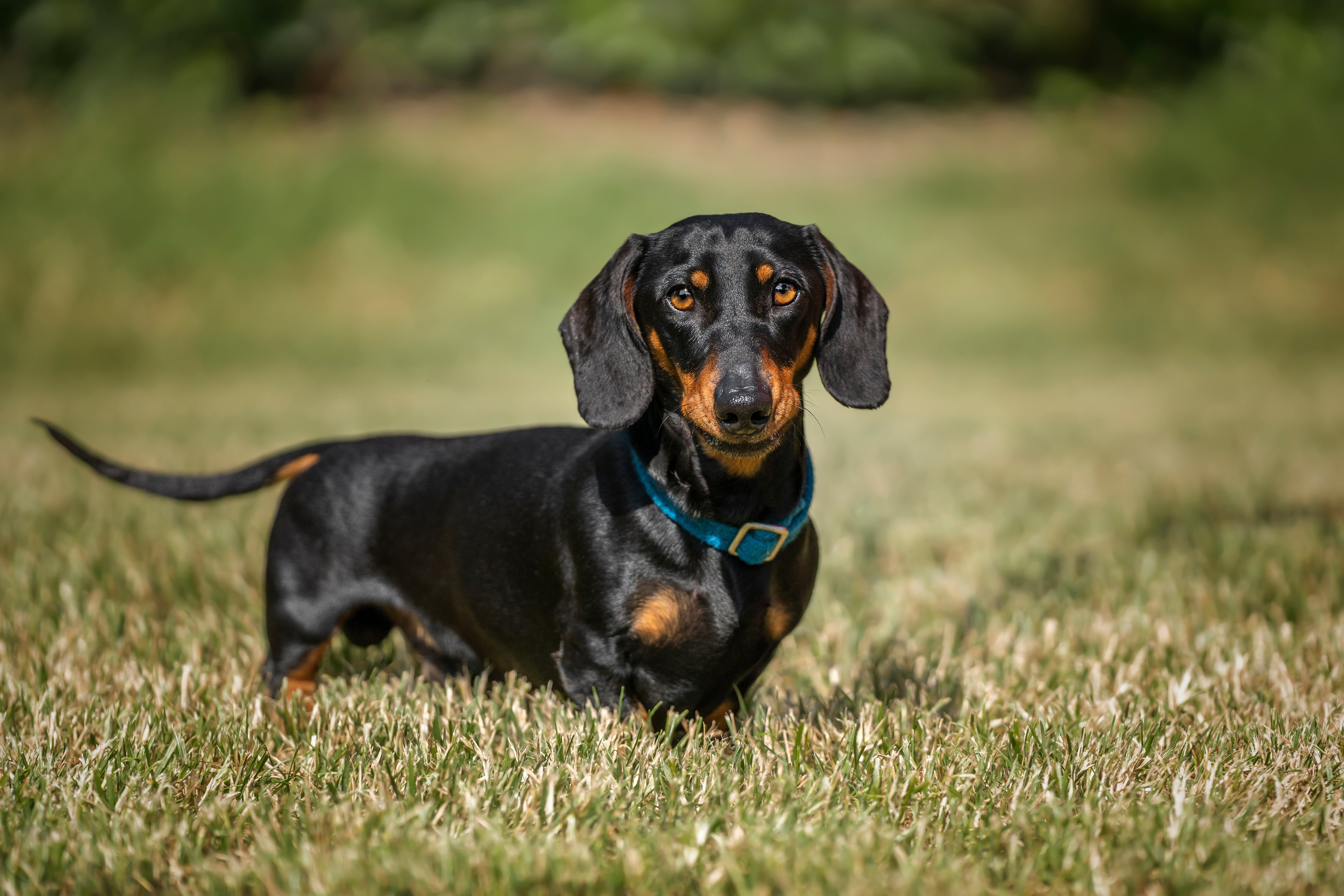 Mostly black Dachshund dog breed standing in leg high grass with tail extended out