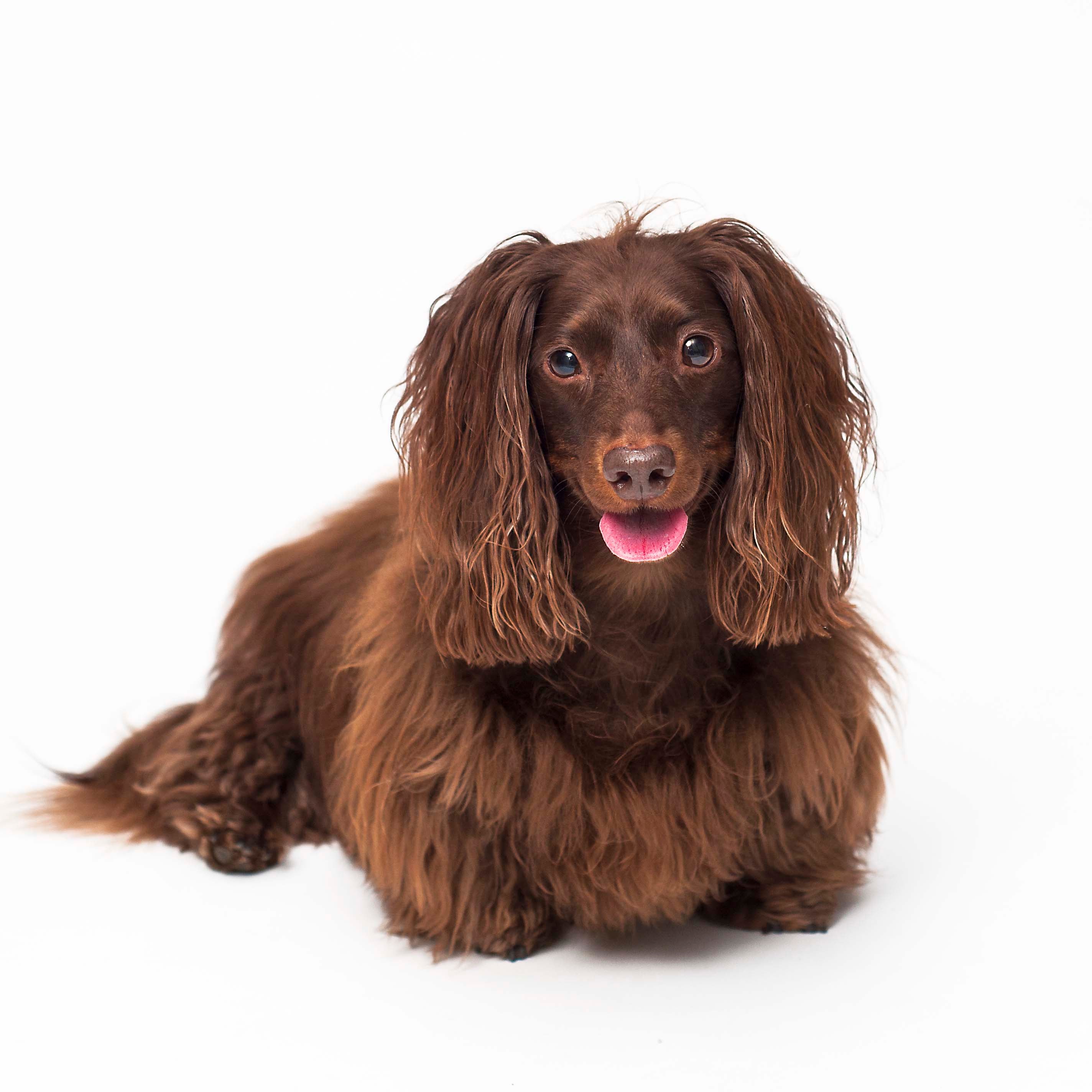 Chocolate Dachshund Long Haired dog breed laying down with tongue out looking at the camera