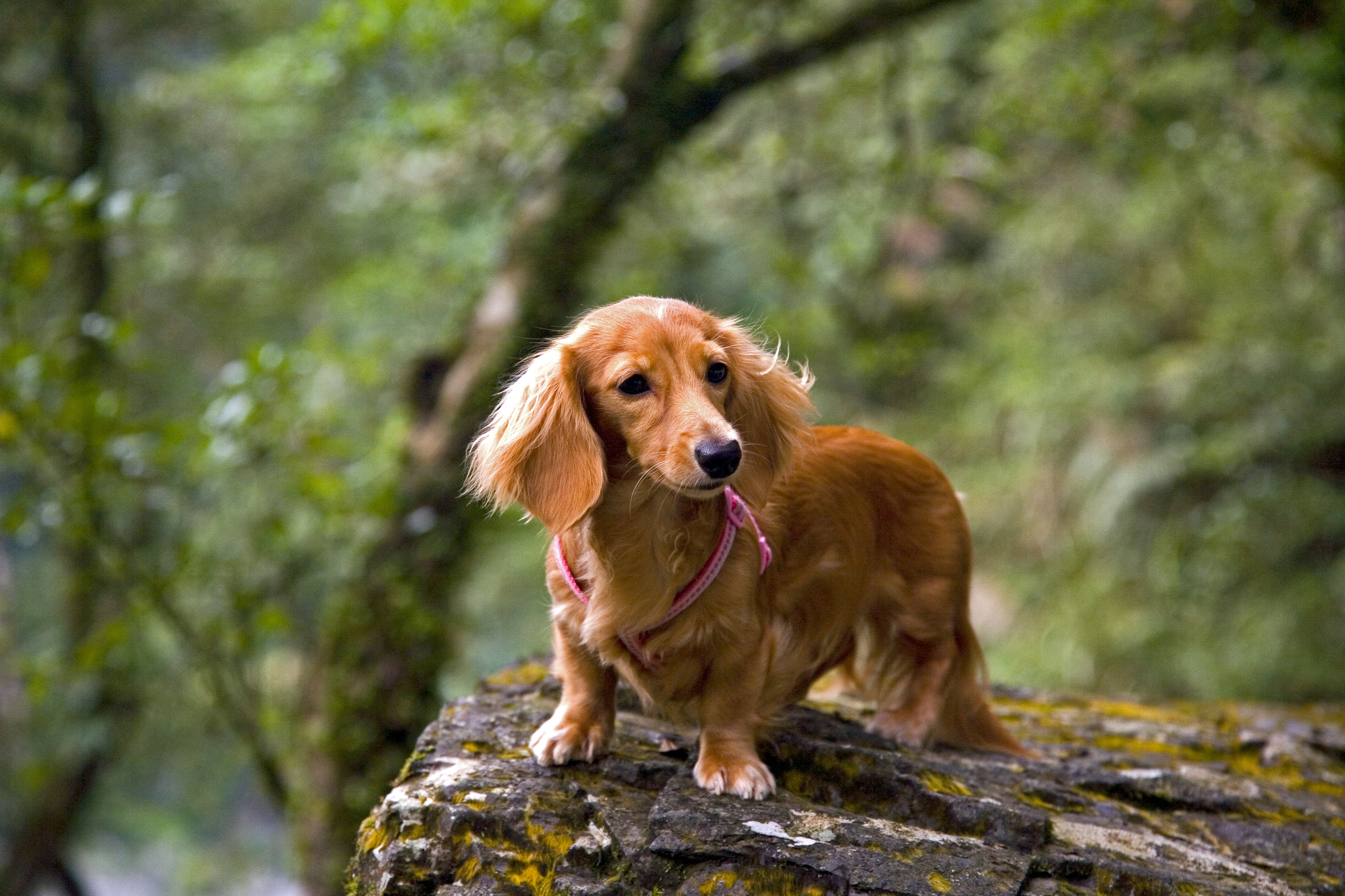 Brindle Dachshund Long Haired dog breed sitting on a bench looking at the camera