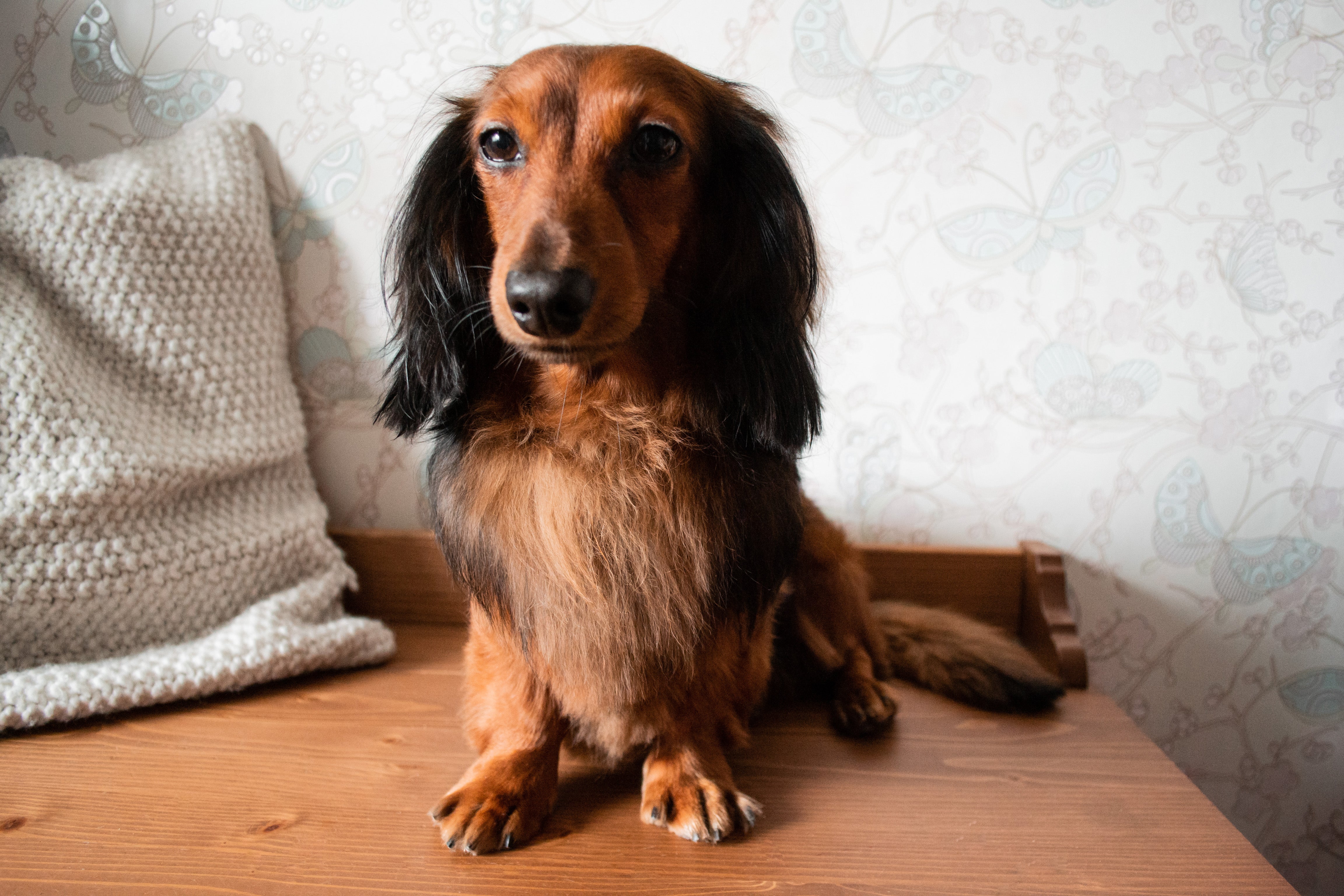 Black Dachshund Long Haired dog breed with gray hair around open mouth in a forest setting