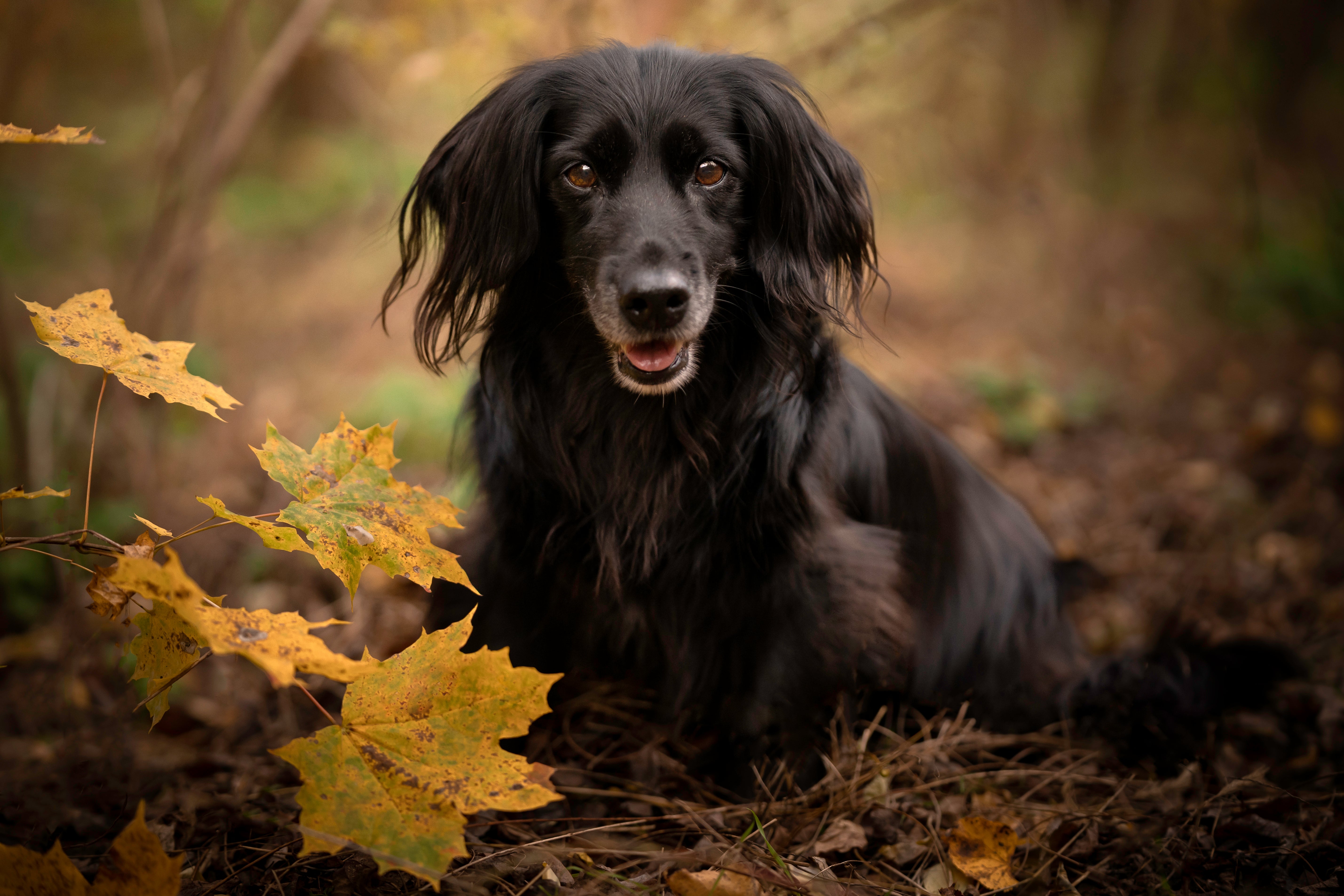 Dachshund Long Haired dog breed standing on a rock in the forest looking to the side 
