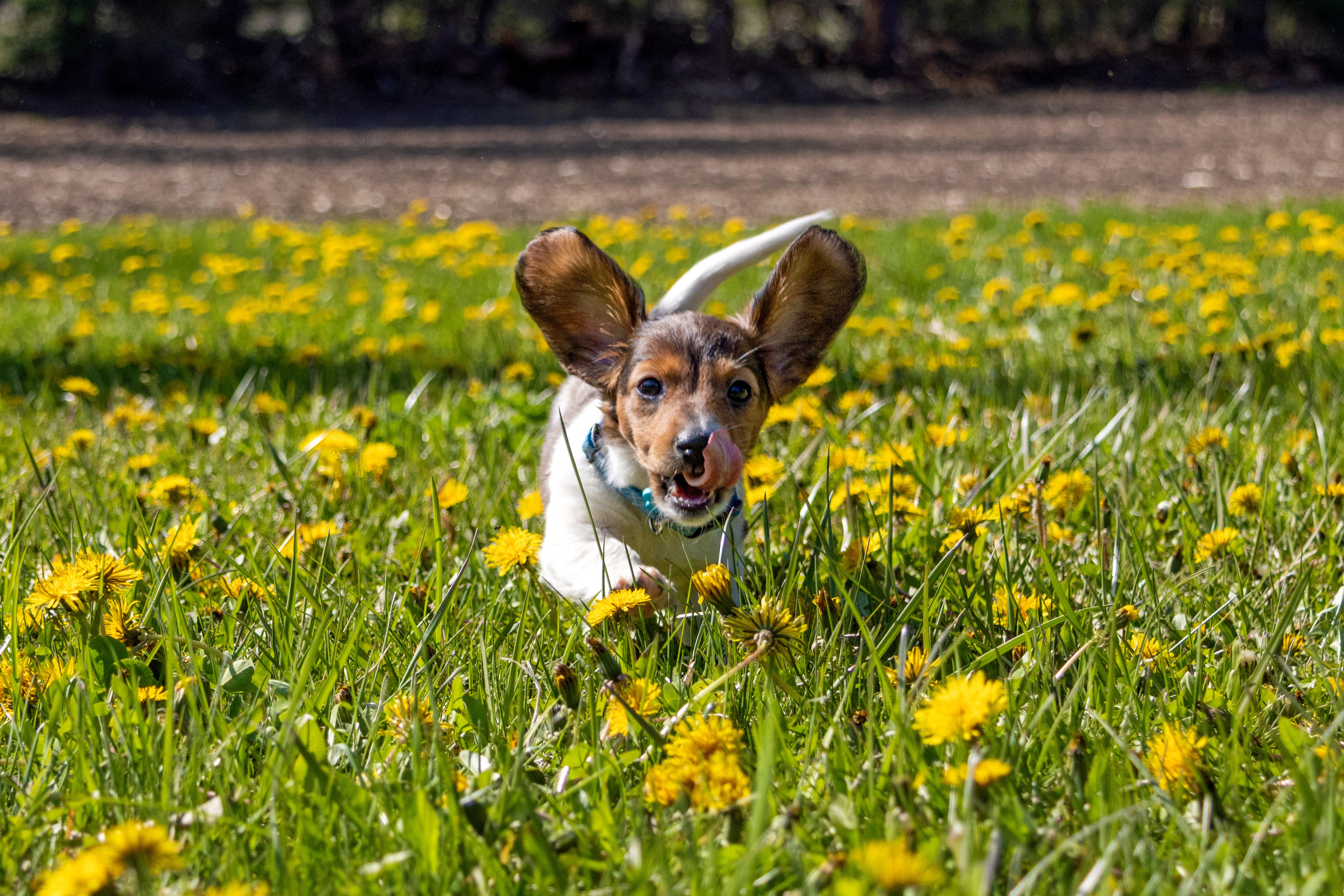 Dachshund Miniature Long Haired dog breed running  forward with ears and tail up in a flower field