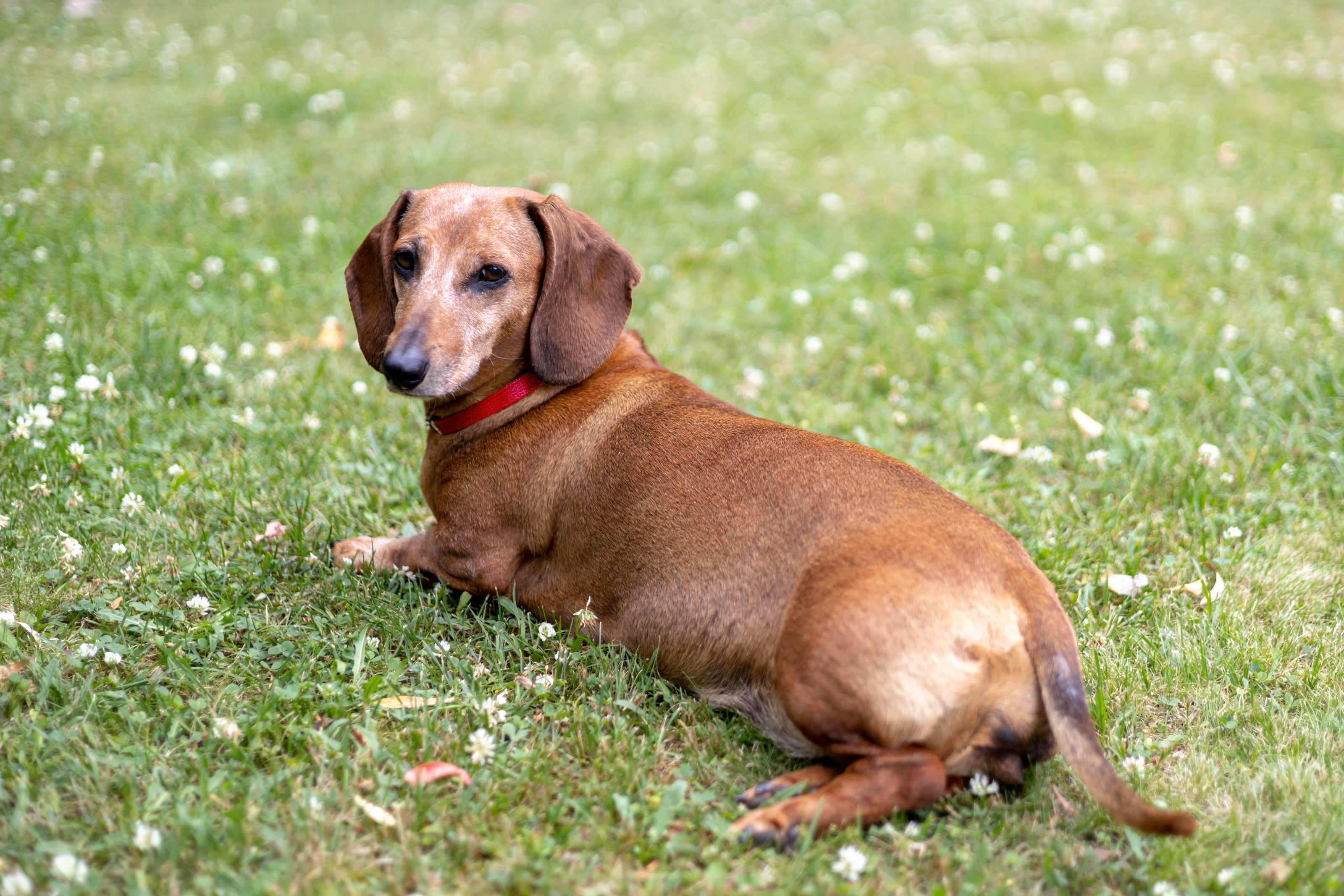 brown dachshund laying in the grass