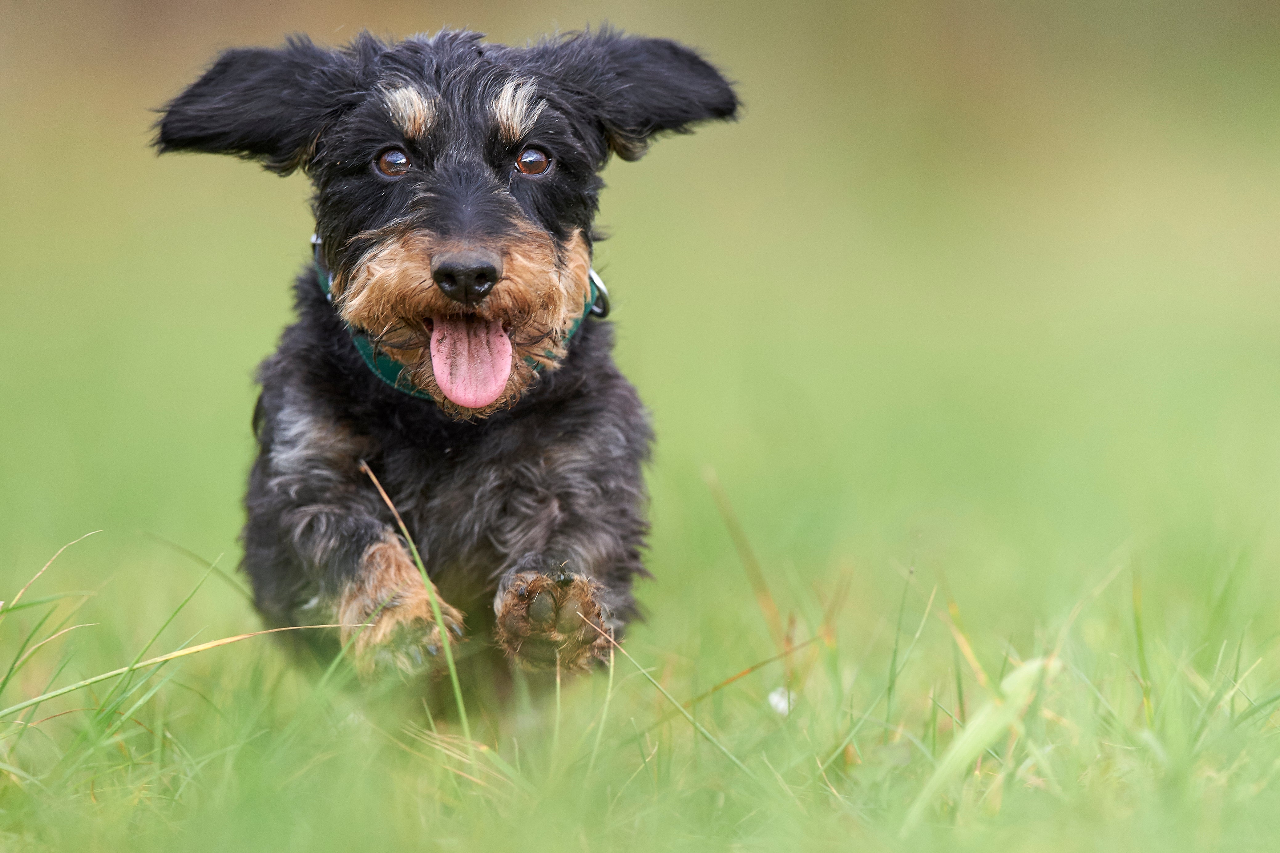 Dachshund Wire Haired dog breed running across the grass with ears up and tongue out