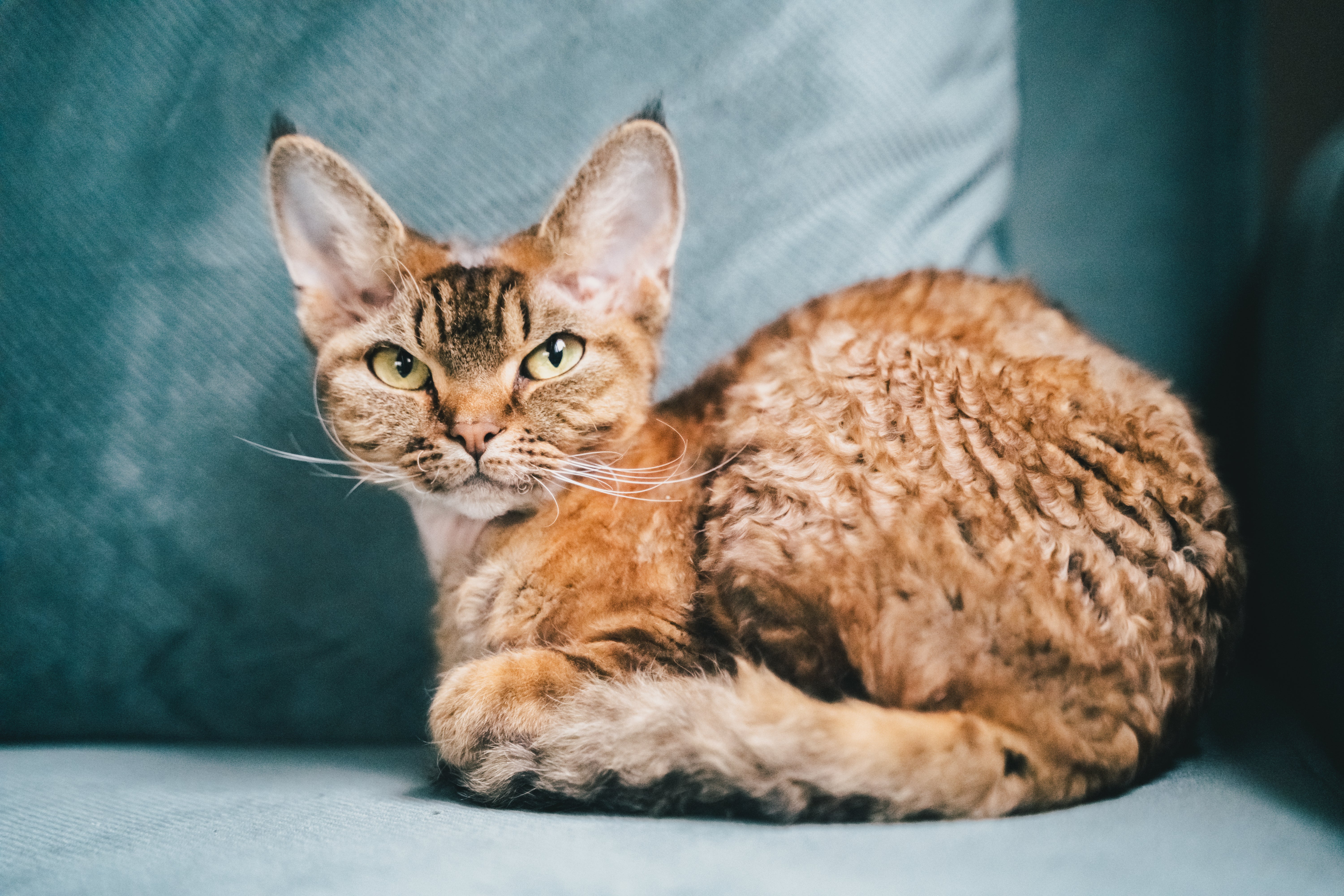 Devon Rex cat breed lying sideway looking at the camera against an aqua background