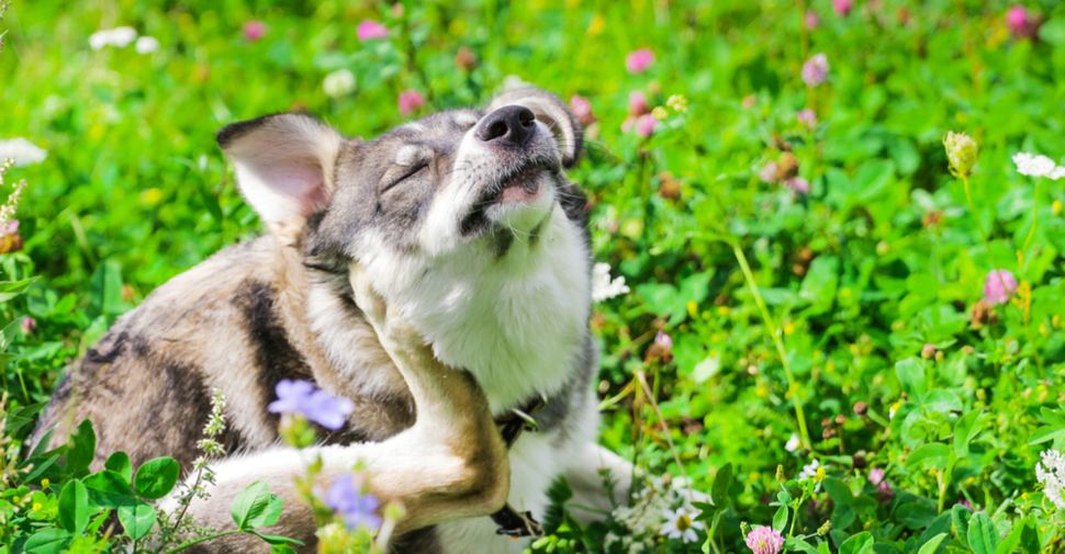 itchy dog